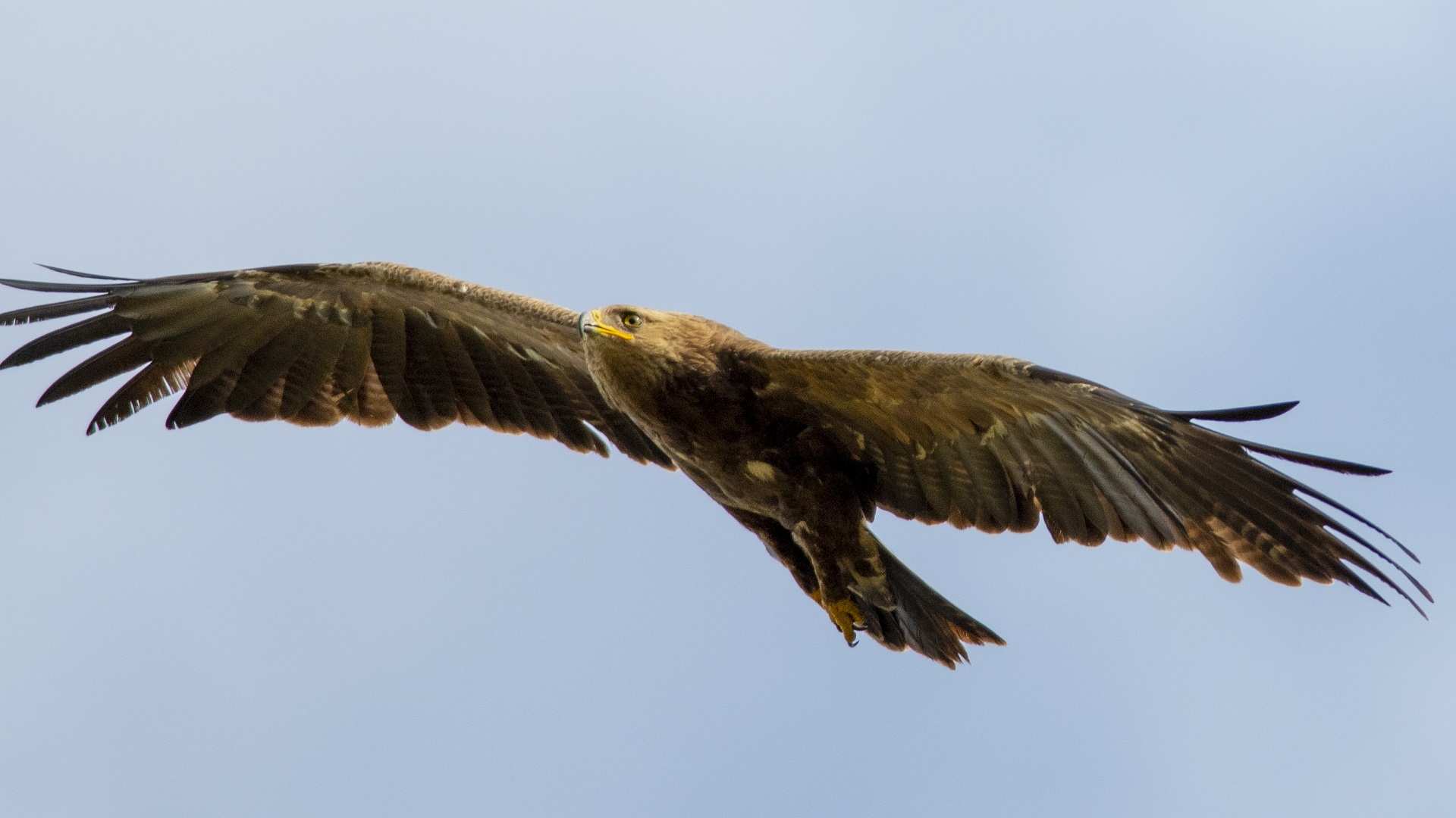 Küçük orman kartalı