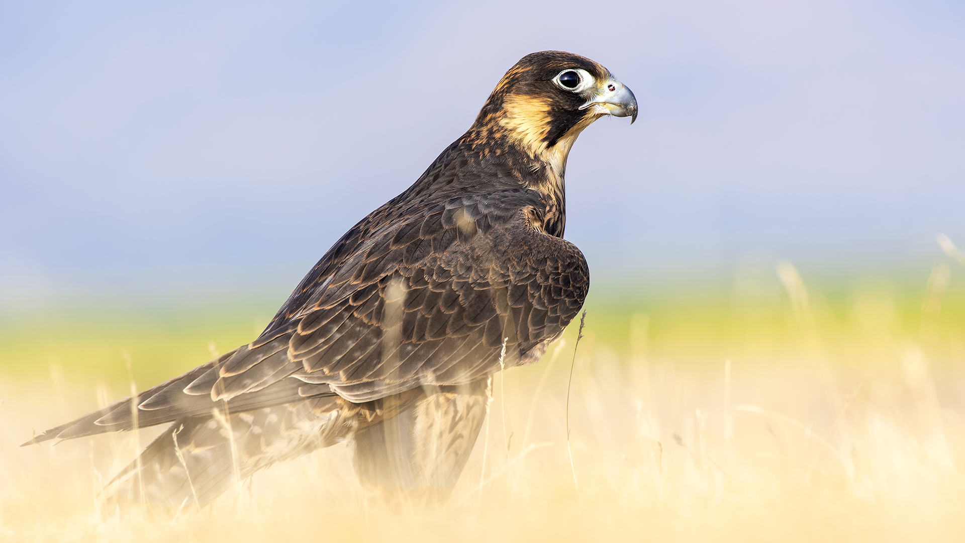 Gök doğan » Peregrine Falcon » Falco peregrinus