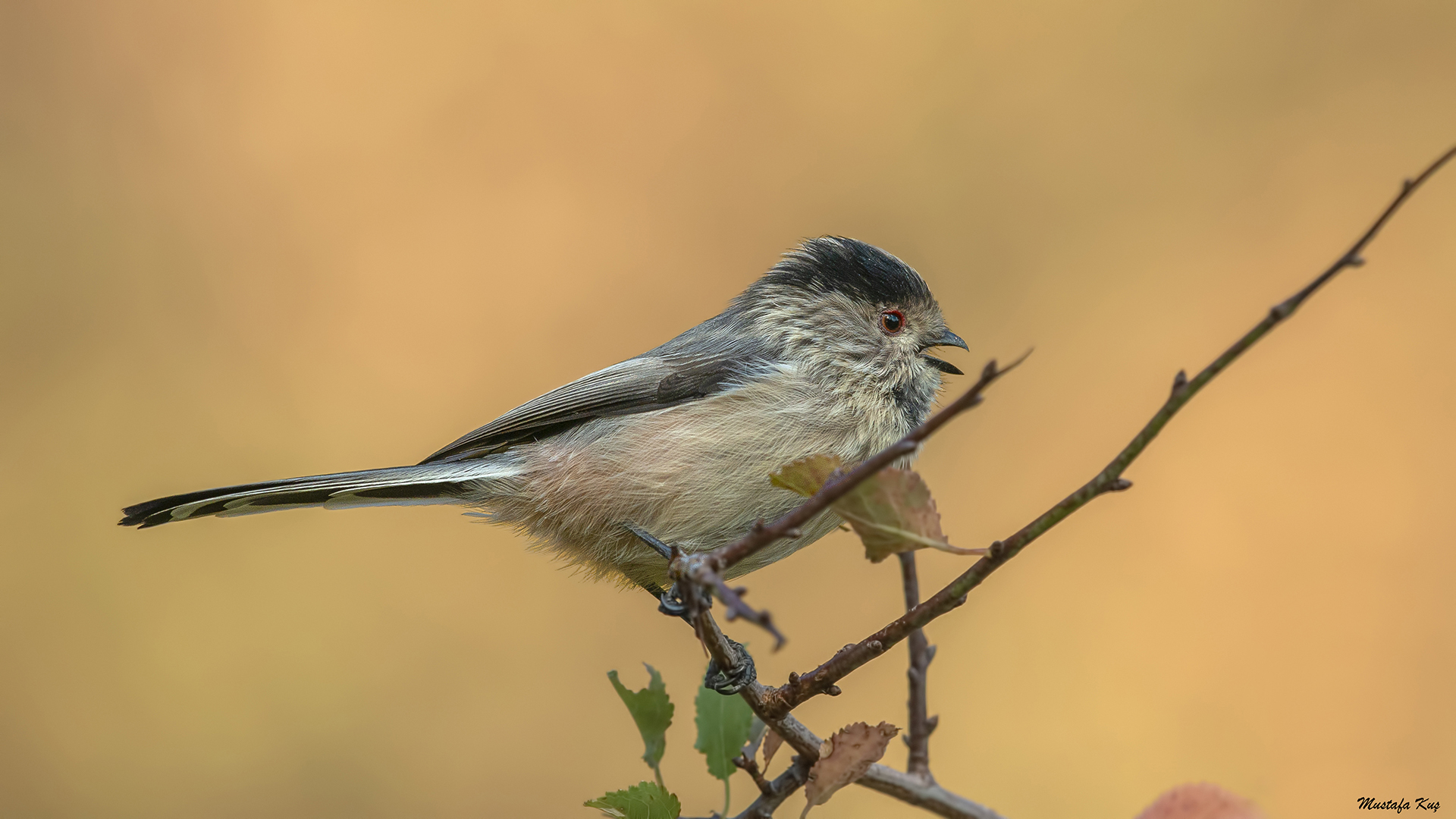 Uzunkuyruklu baştankara