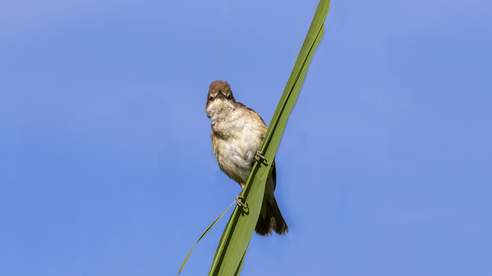 Büyük kamışçın