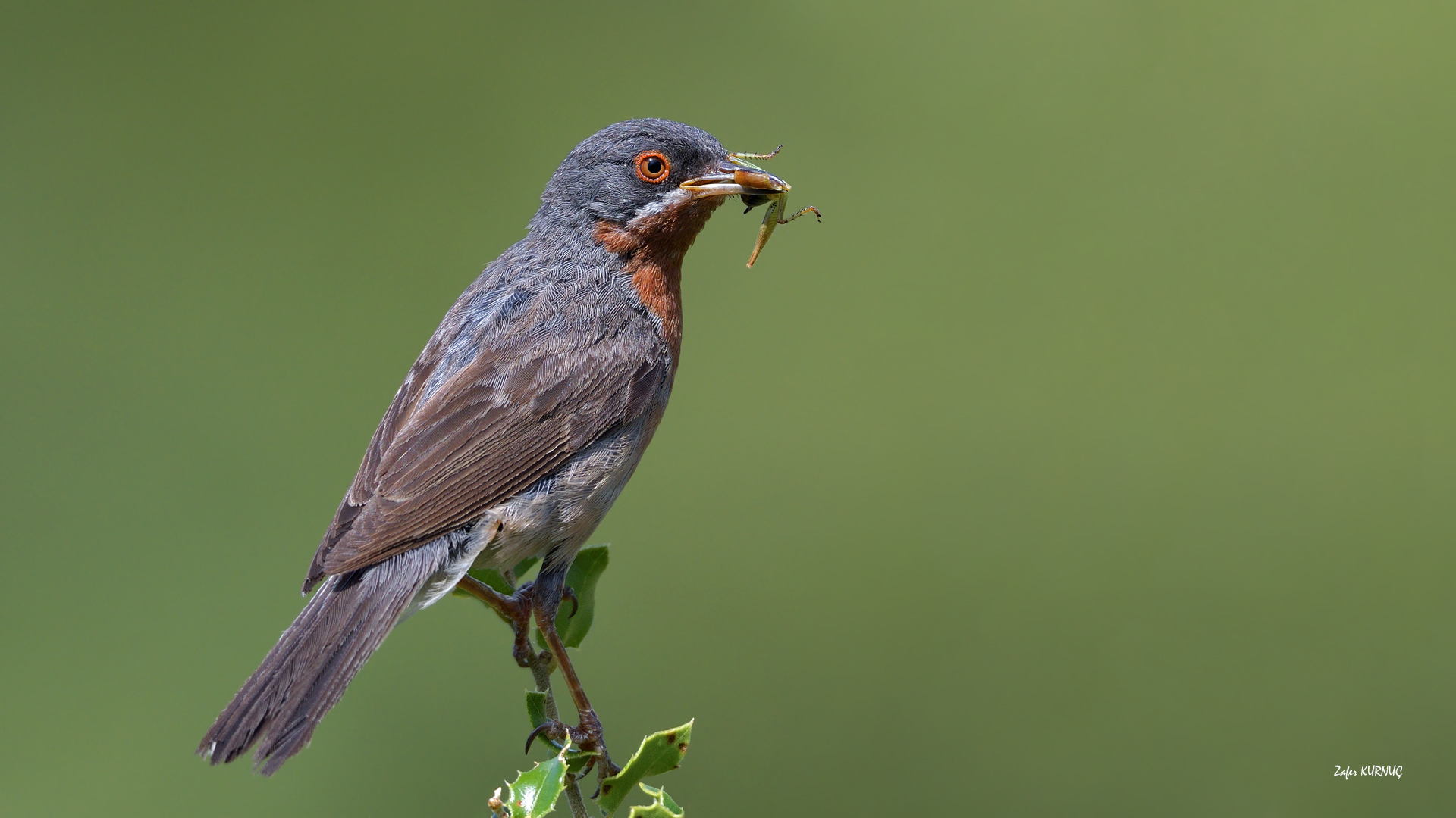 Bıyıklı ötleğen