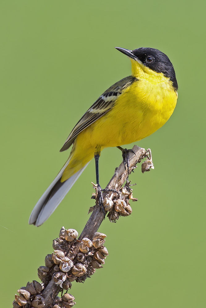 Sarı kuyruksallayan