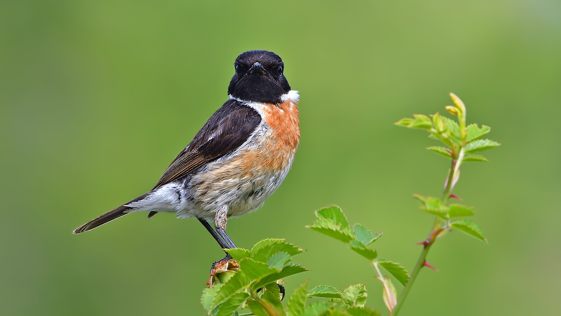 Taşkuşu » European Stonechat » Saxicola rubicola