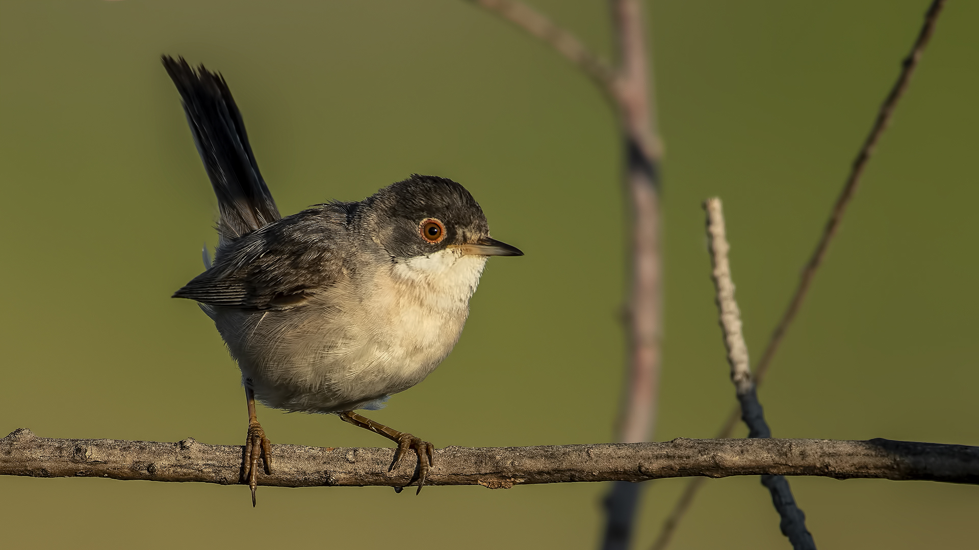 Pembegöğüslü ötleğen