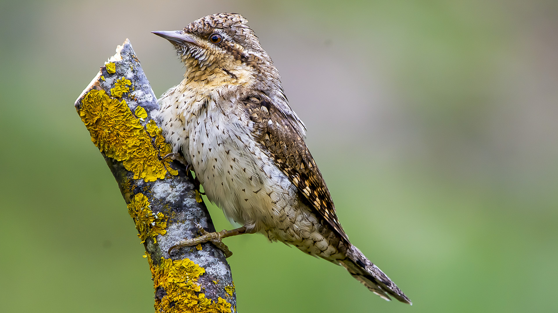 Boyunçeviren » Eurasian Wryneck » Jynx torquilla
