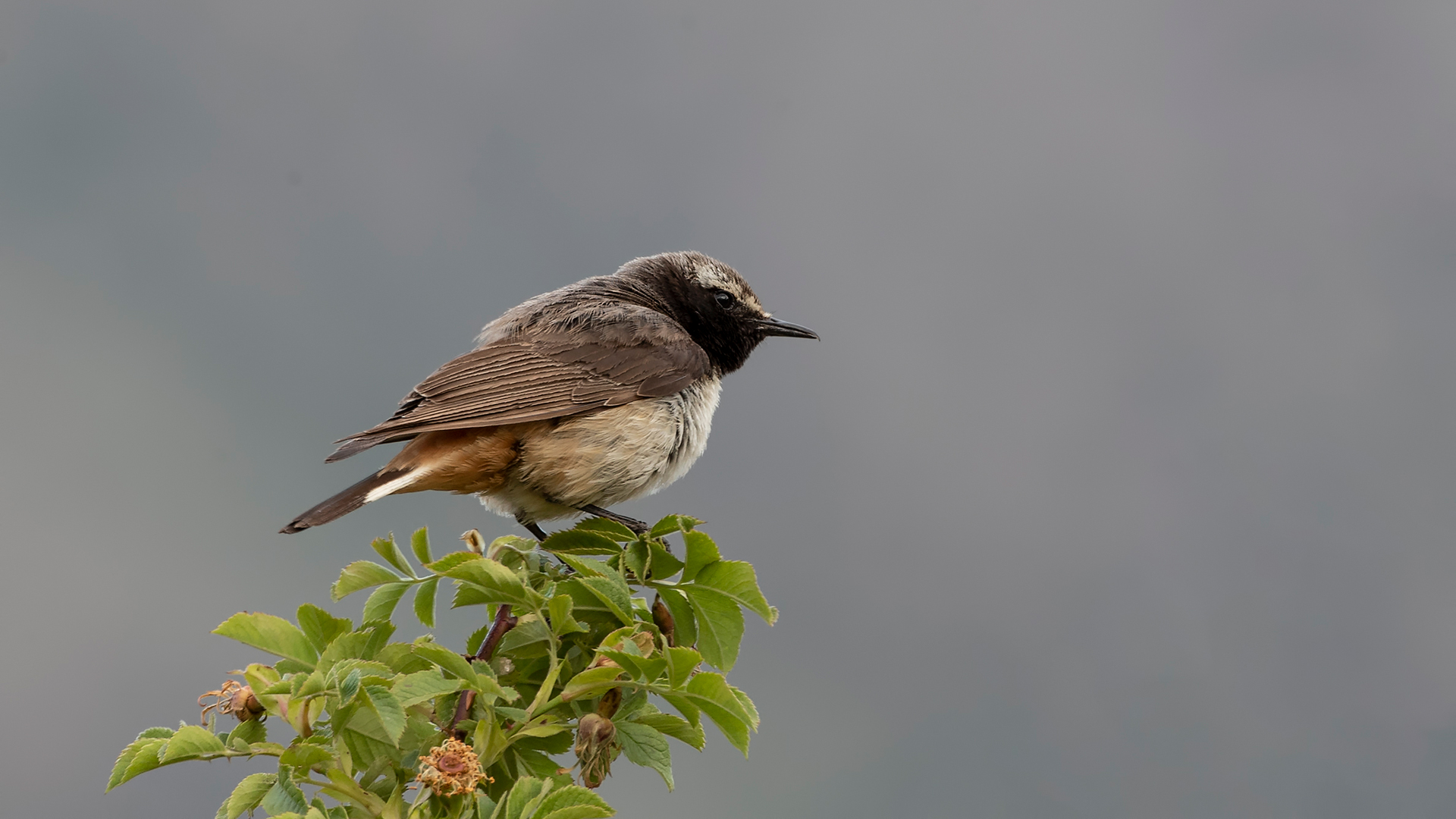 Kızılca kuyrukkakan » Red-tailed Wheatear » Oenanthe xanthoprymna
