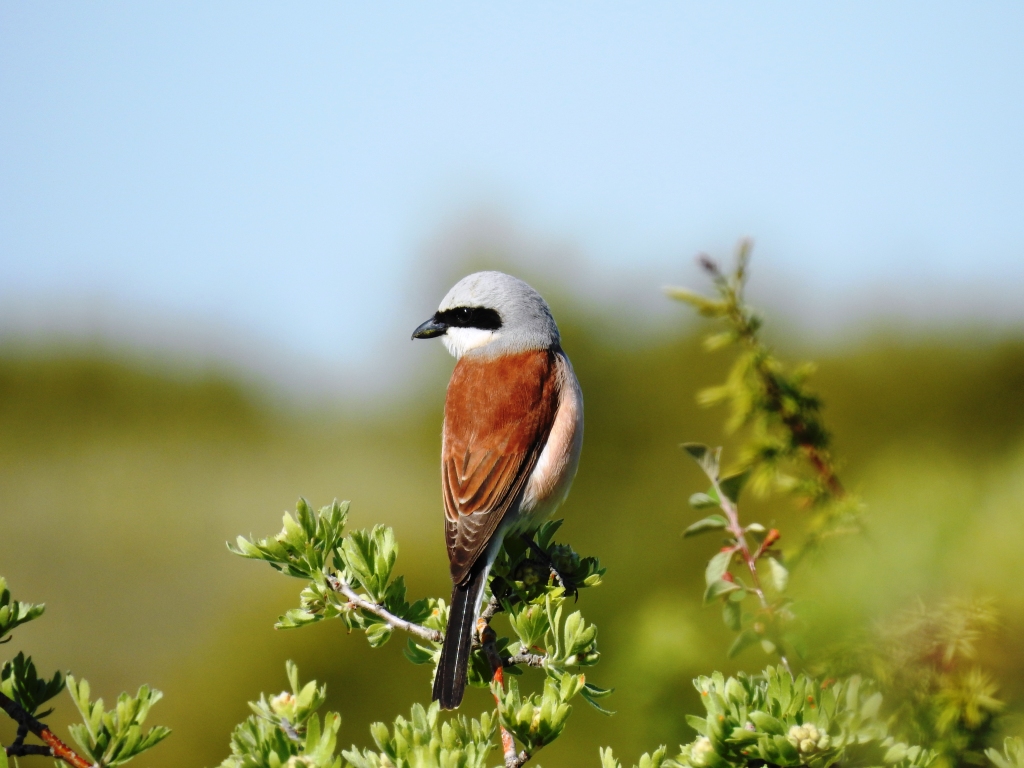 Kızılsırtlı örümcekkuşu