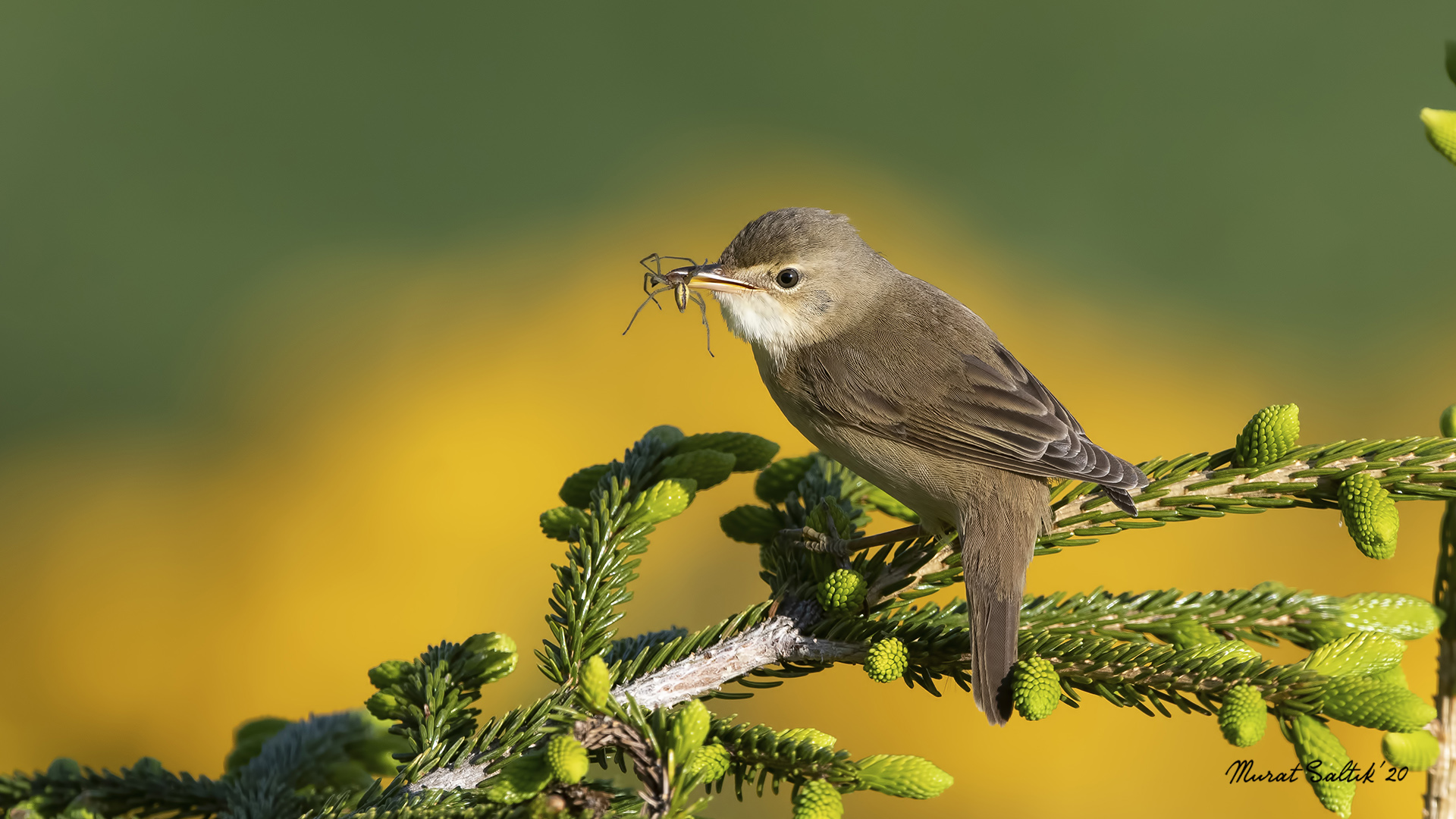 Çalı kamışçını