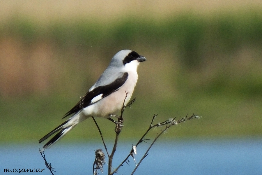 Karaalınlı örümcekkuşu