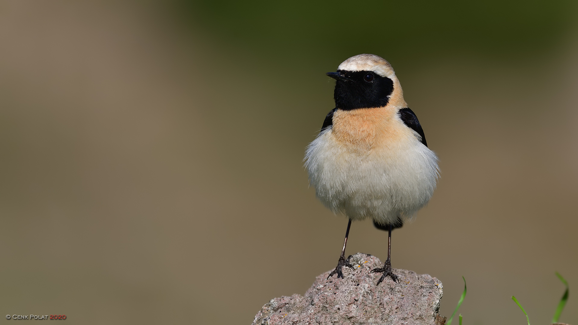 Karakulaklı kuyrukkakan