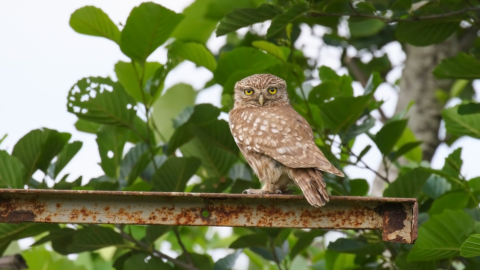 Kukumav » Little Owl » Athene noctua