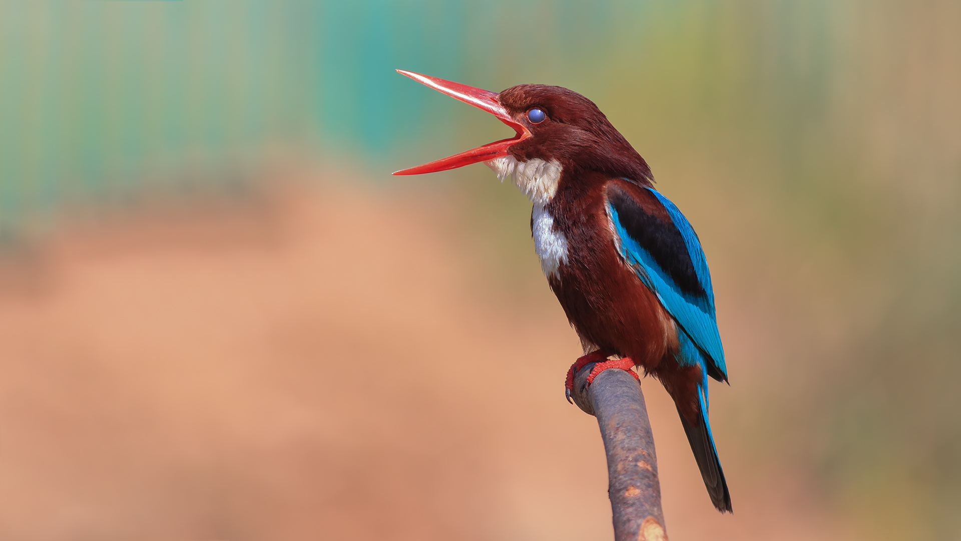 İzmir yalıçapkını