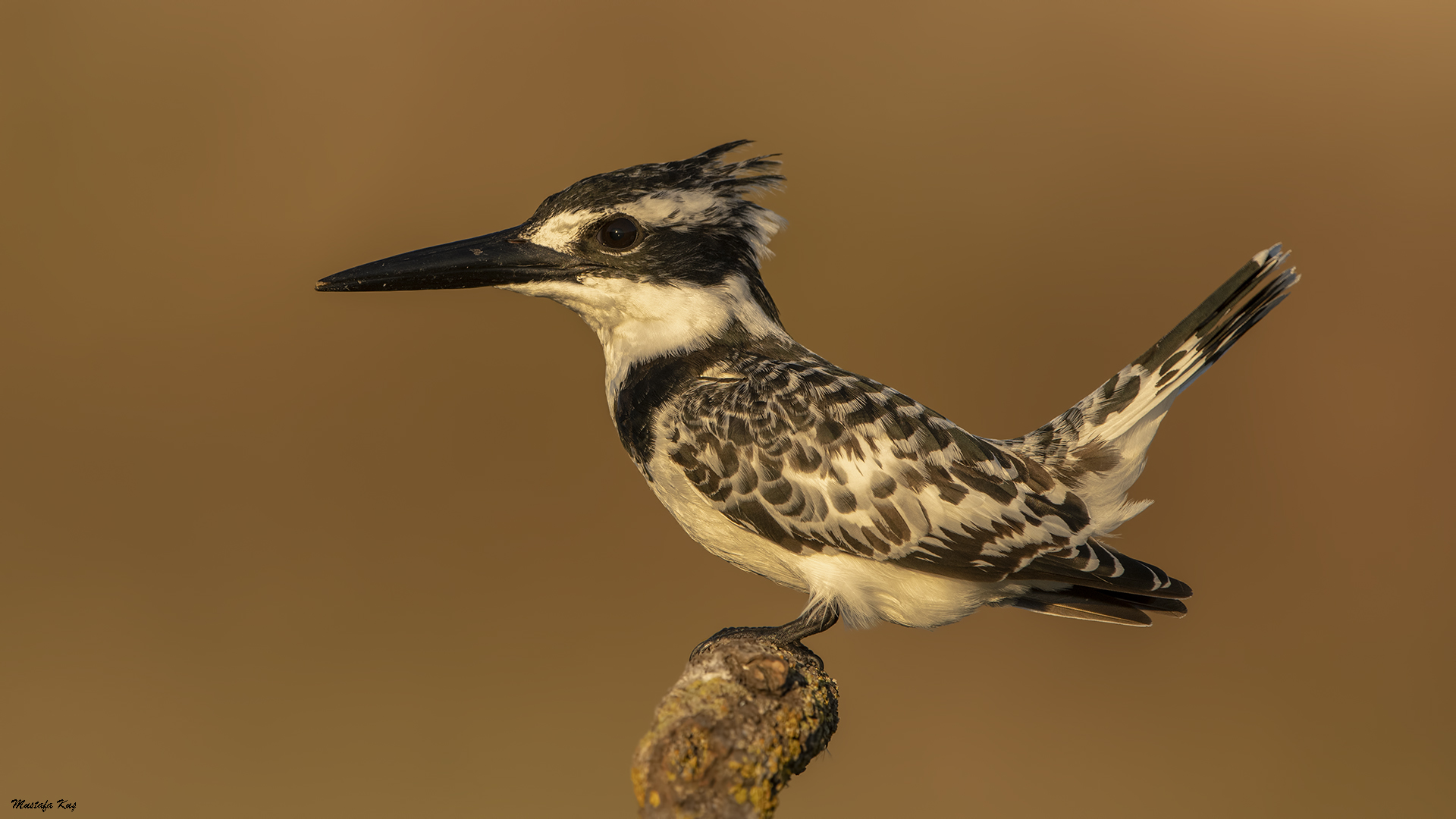 Alaca yalıçapkını