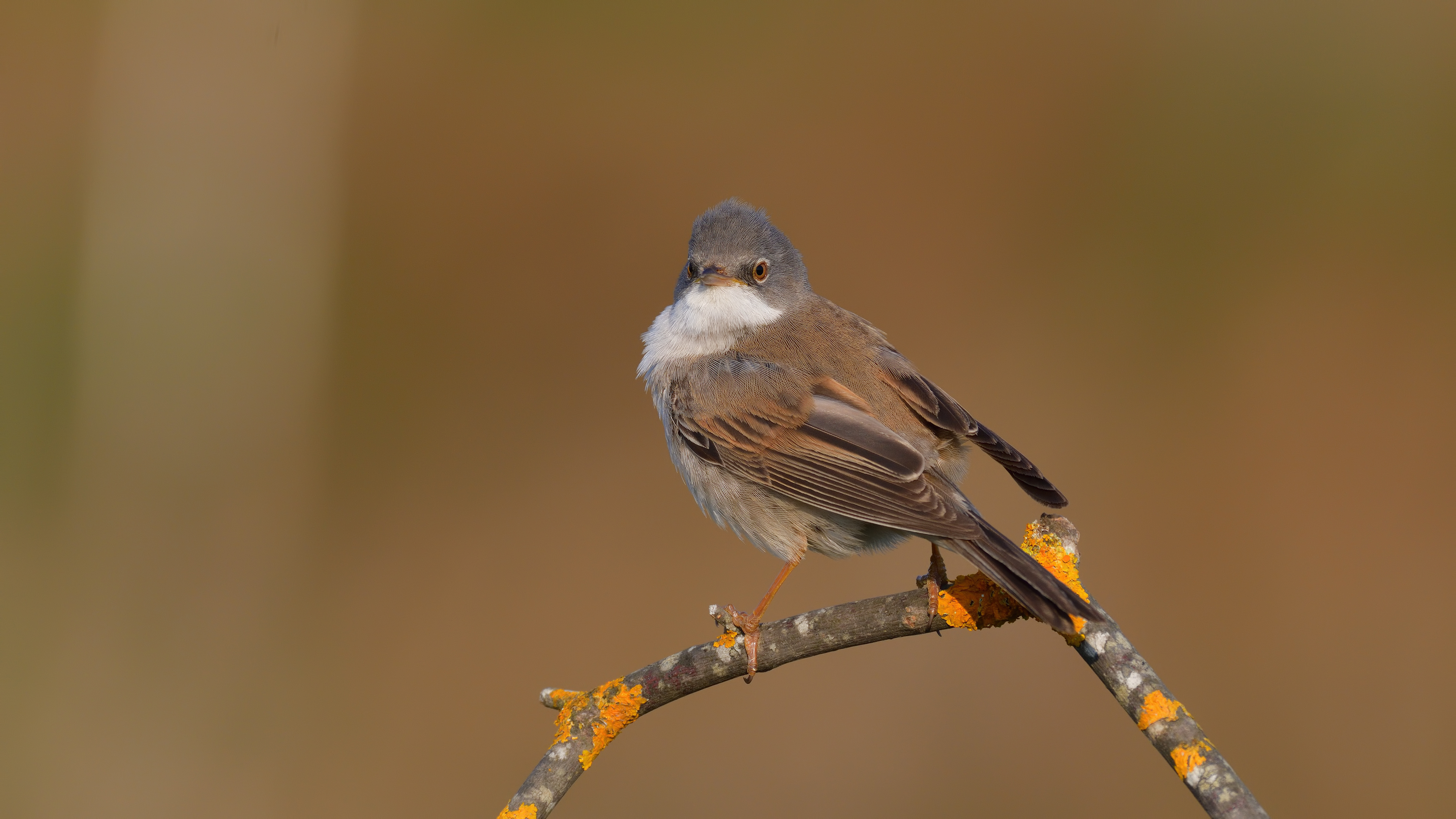 Akgerdanlı ötleğen