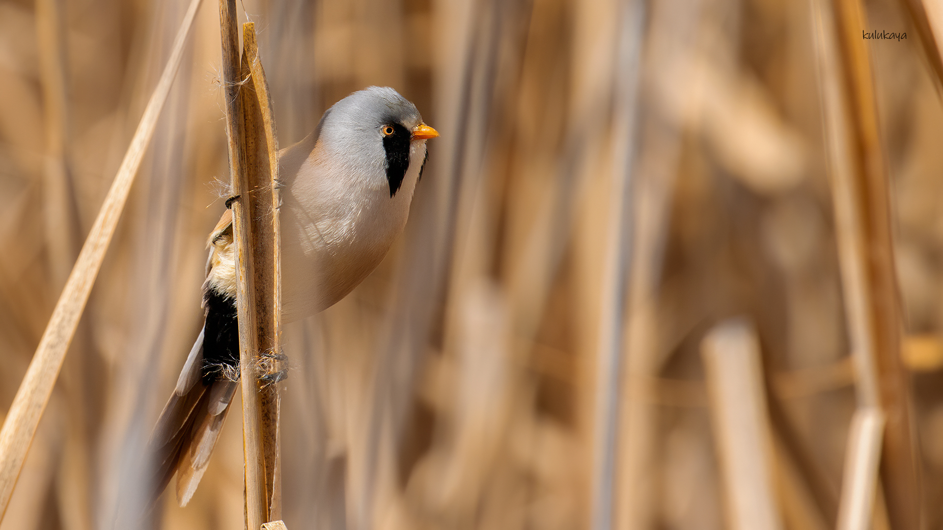 Bıyıklı baştankara