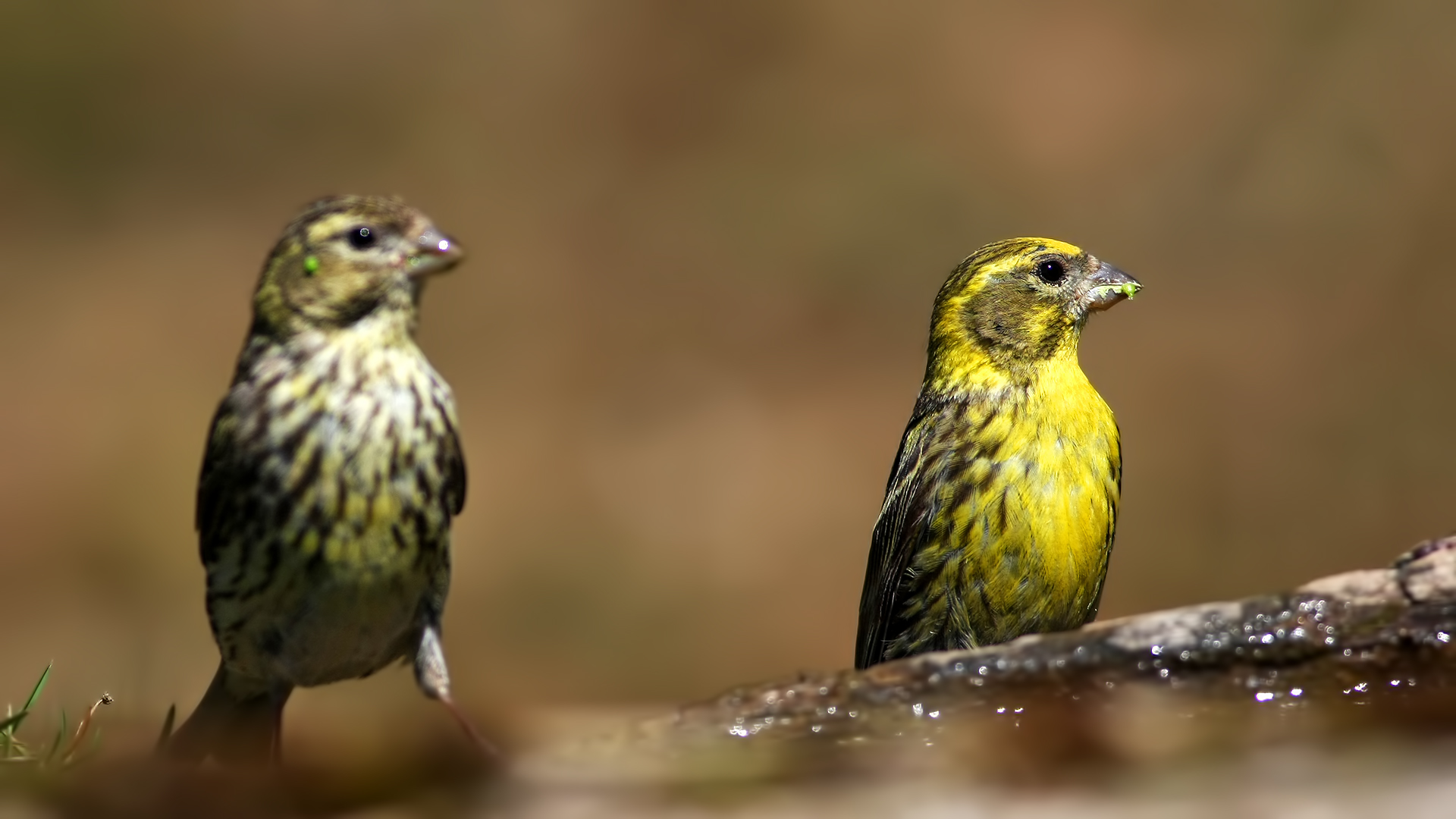 Küçük iskete » European Serin » Serinus serinus