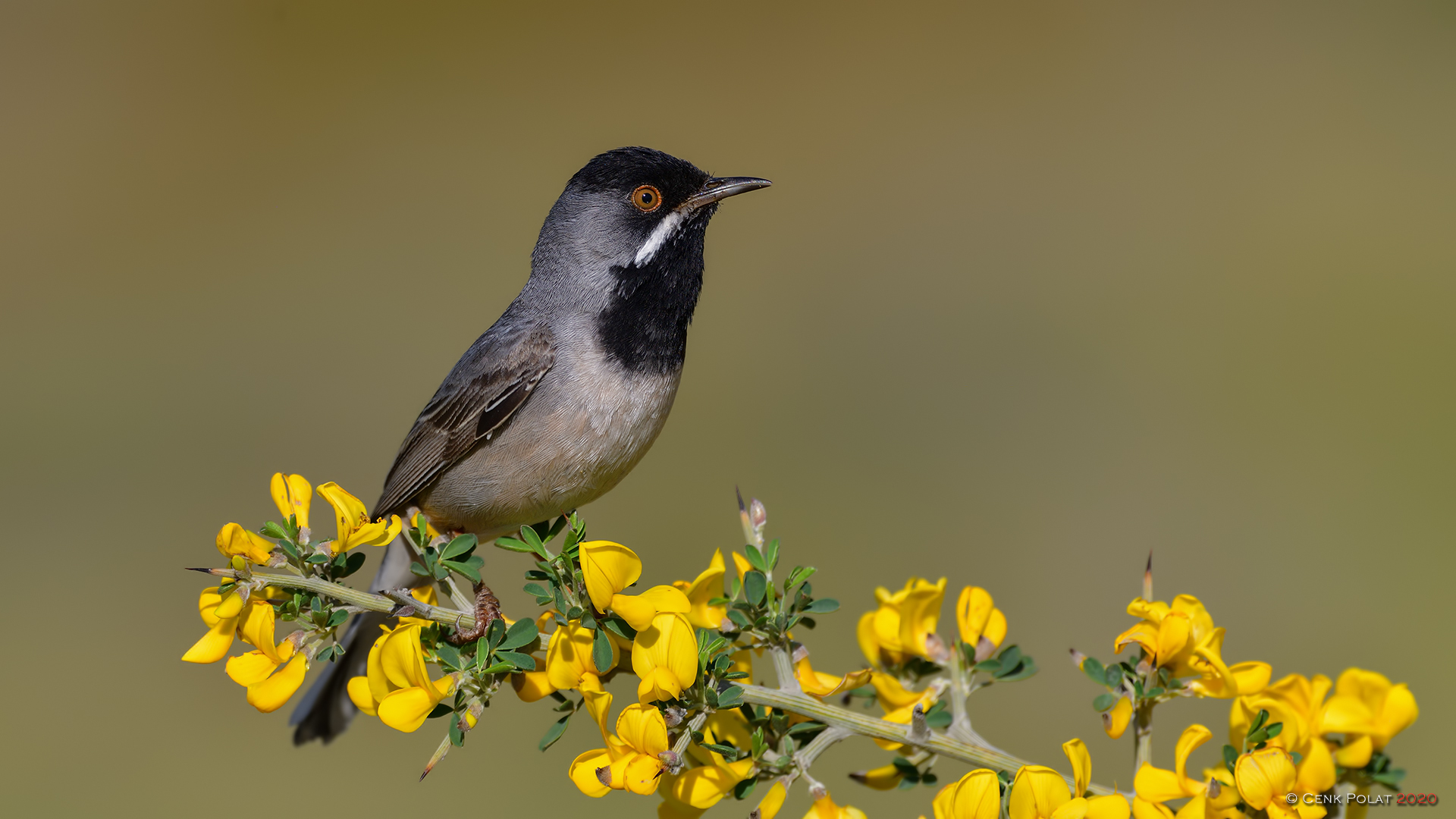 Karaboğazlı ötleğen