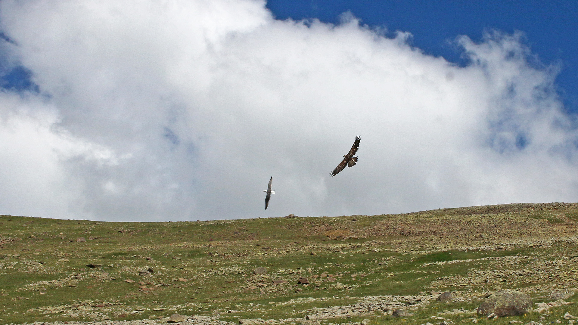 Kaya kartalı » Golden Eagle » Aquila chrysaetos
