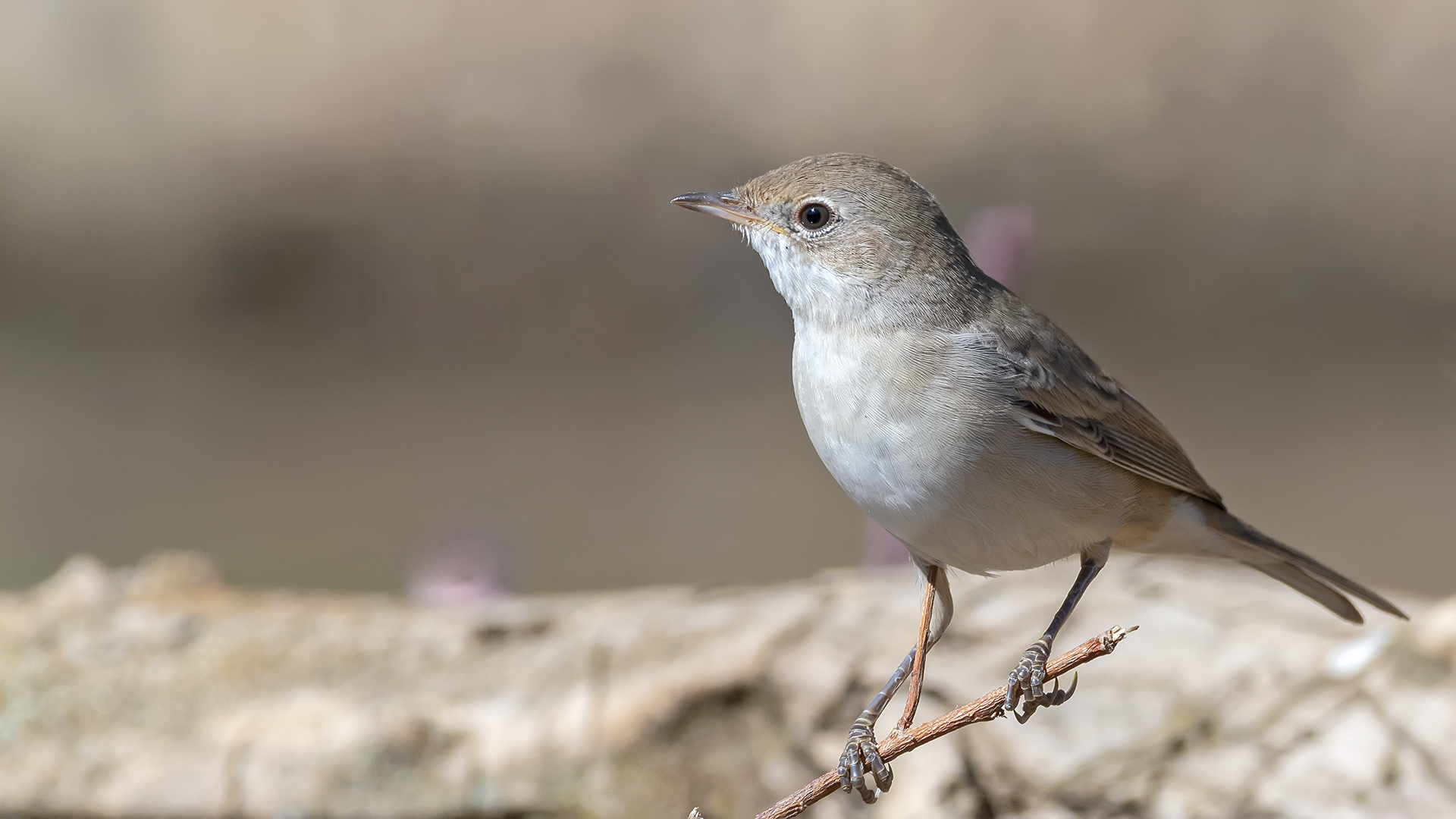 Akgerdanlı ötleğen