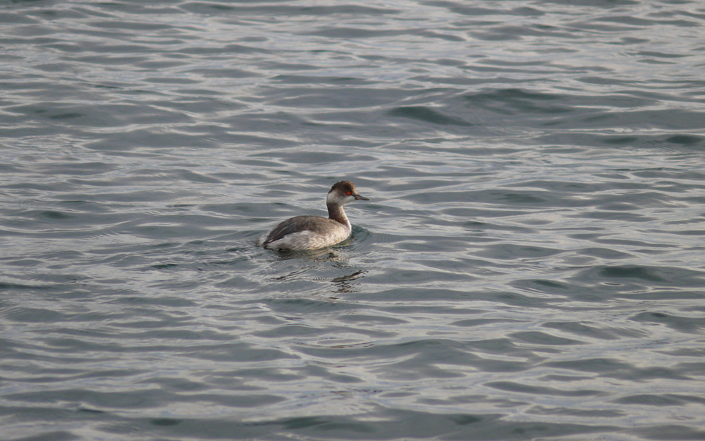 Karaboyunlu batağan