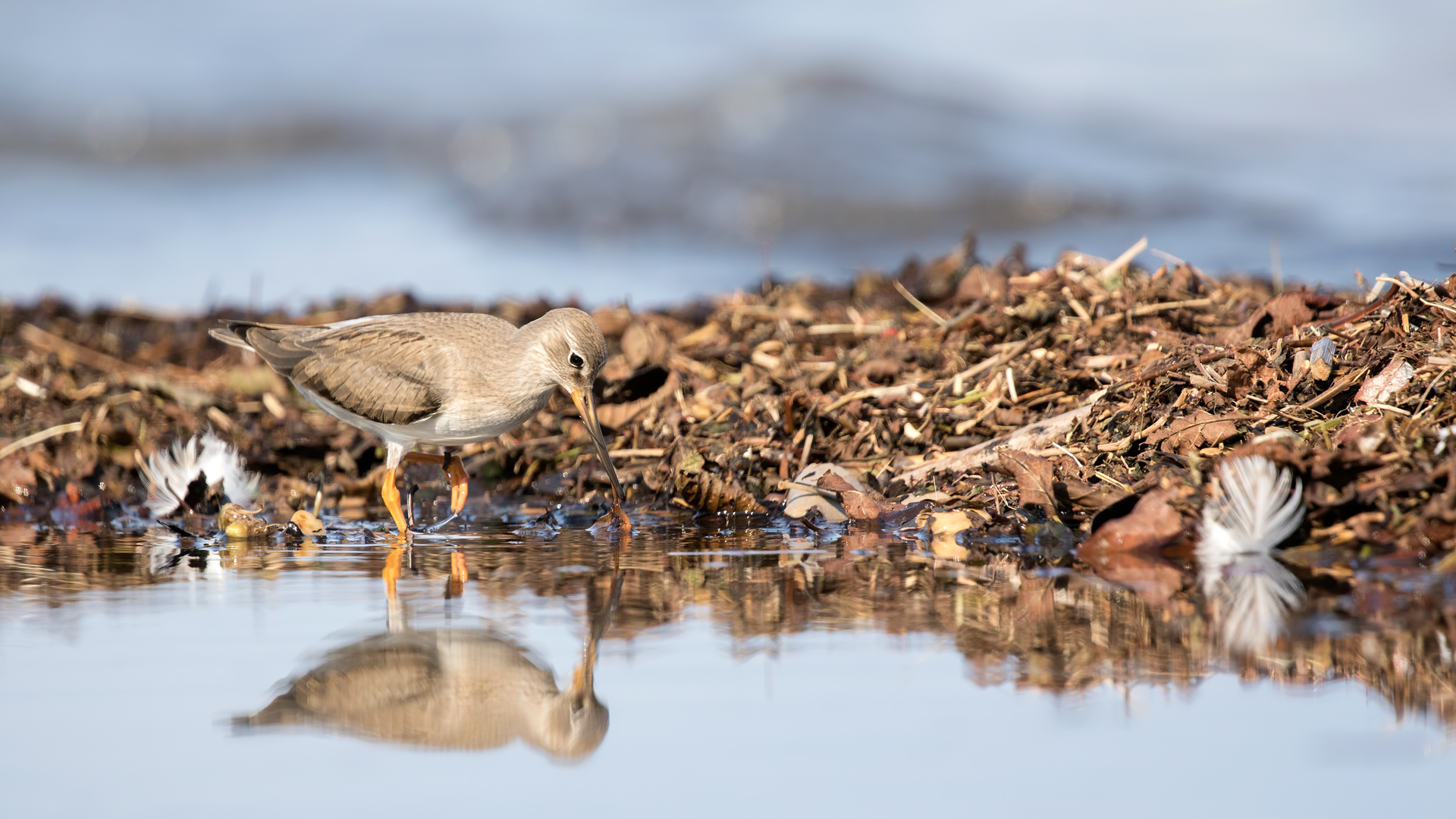 Terek düdükçünü