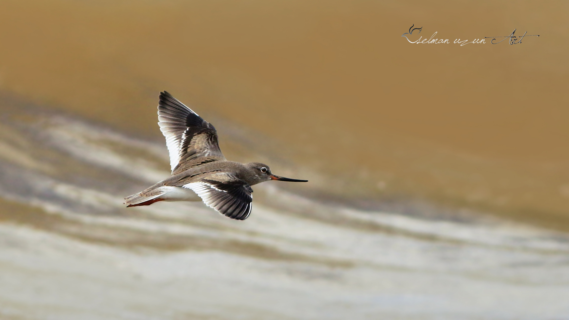Terek düdükçünü