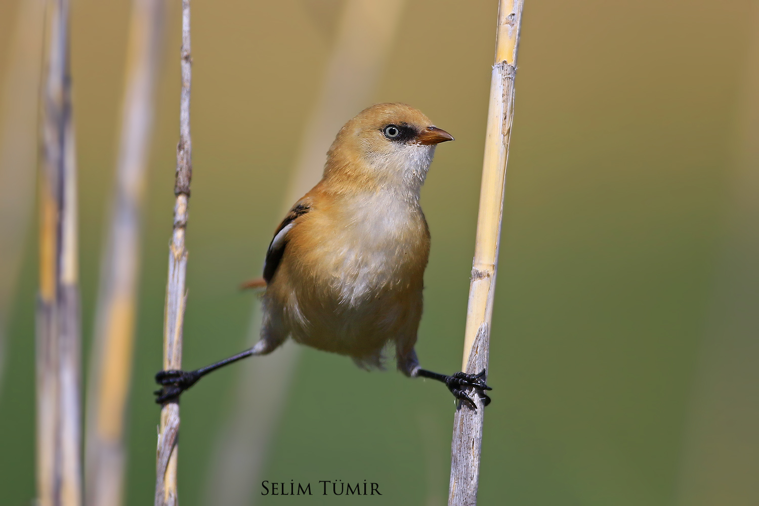 Bıyıklı baştankara