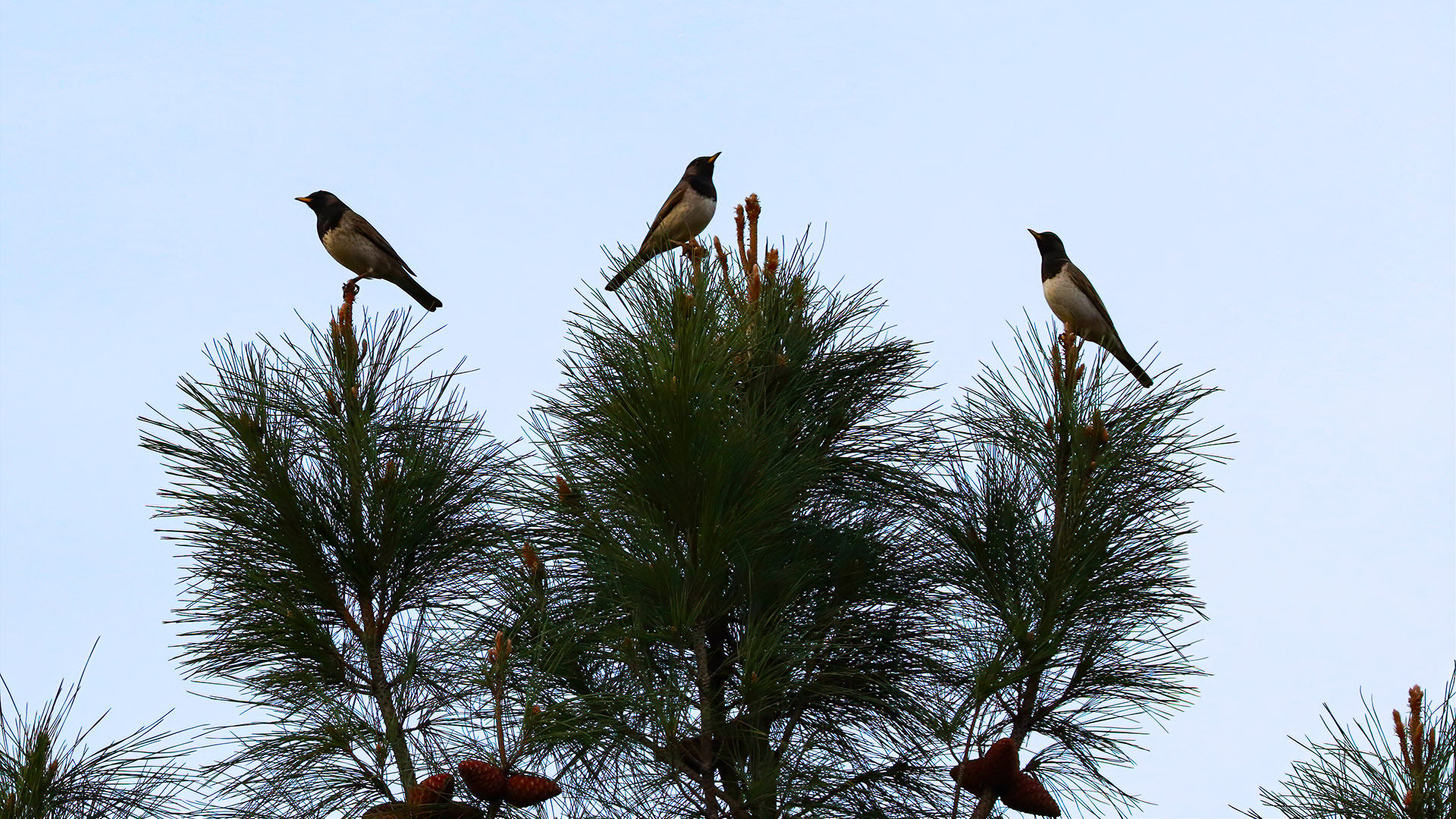Karagerdanlı ardıç