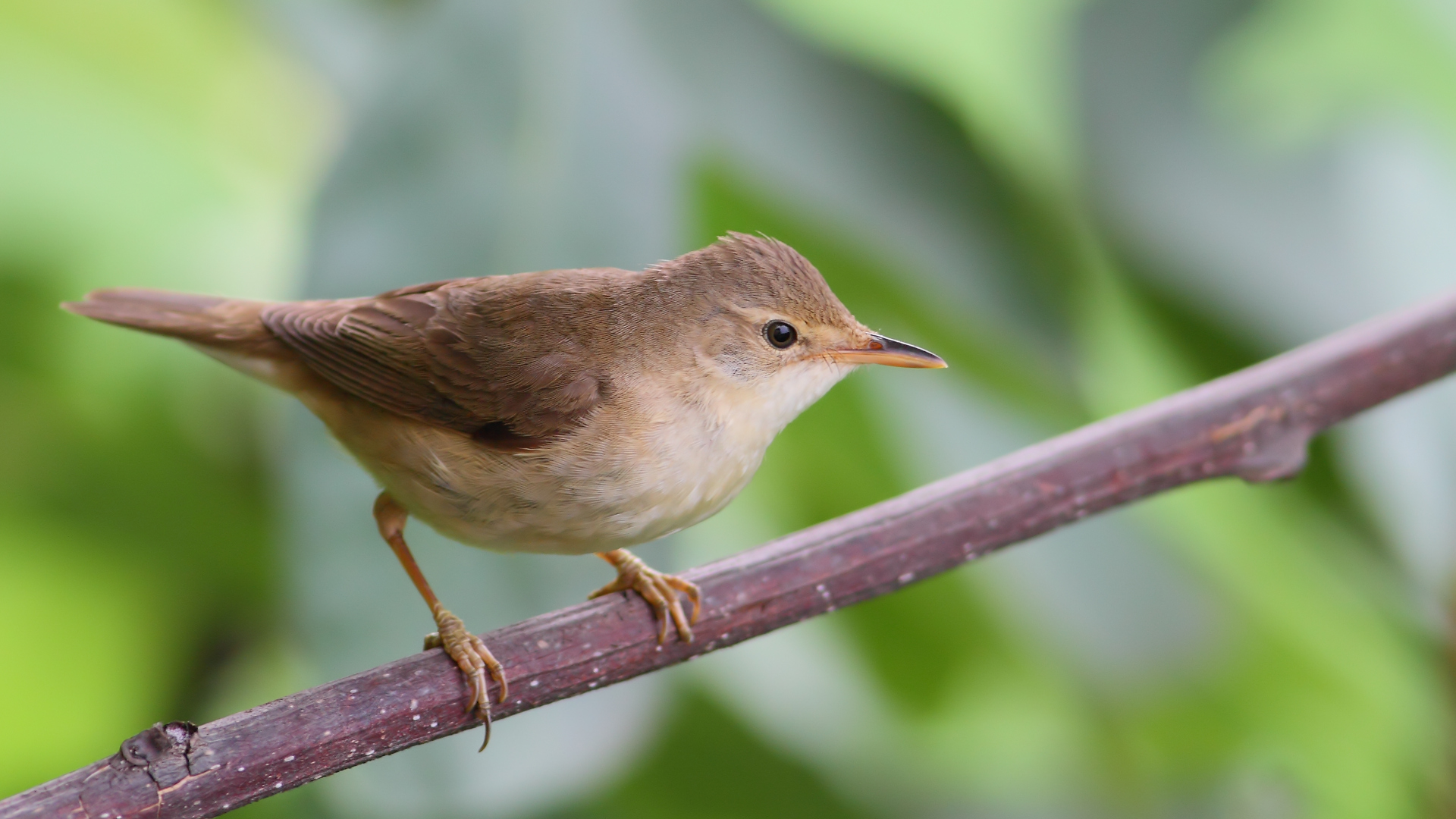 Çalı kamışçını
