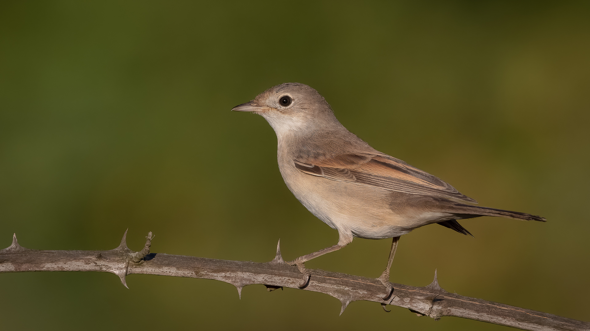 Akgerdanlı ötleğen