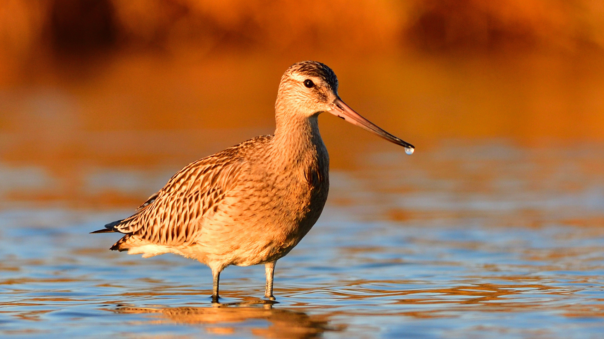 Kıyı çamurçulluğu