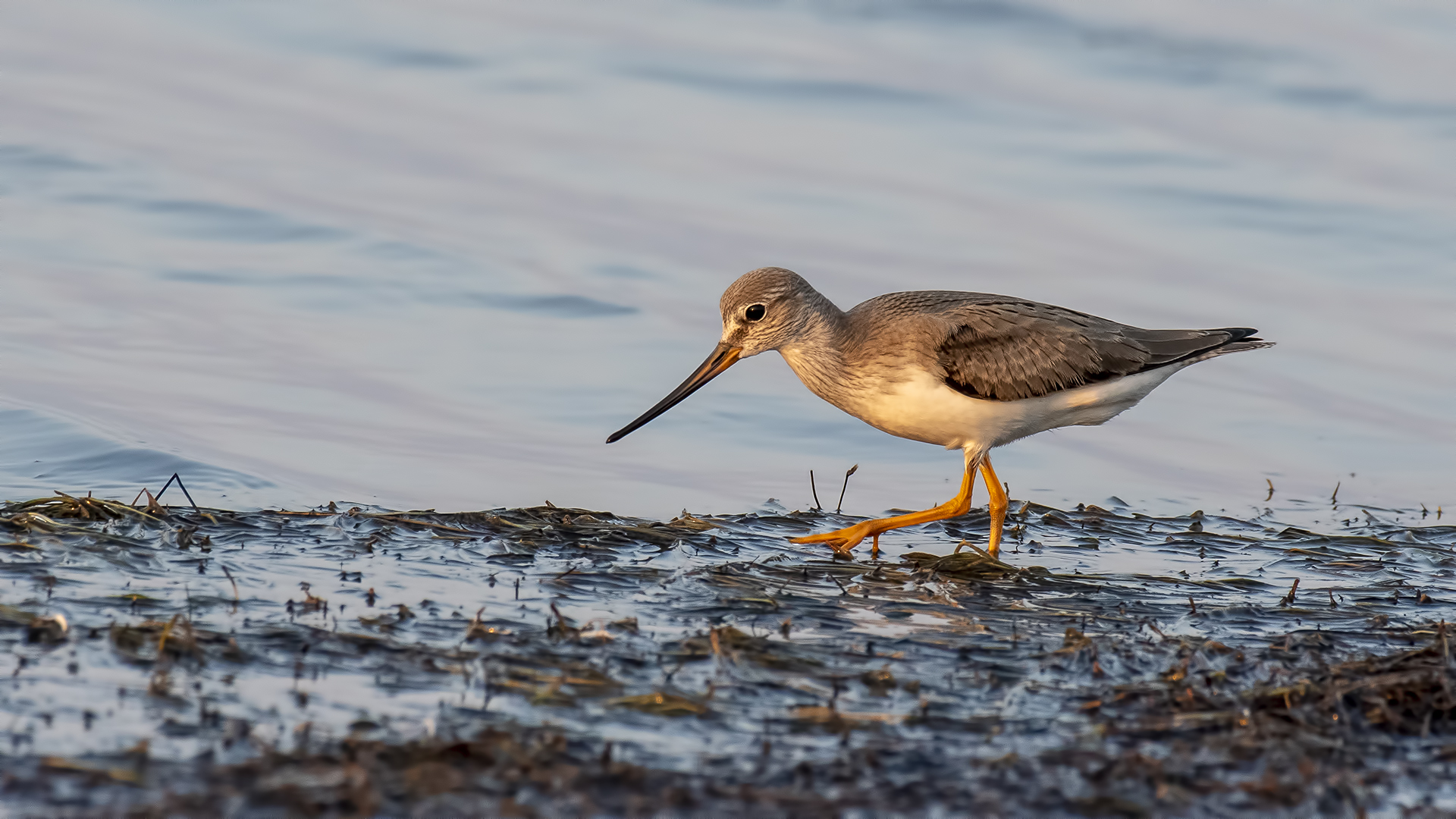 Terek düdükçünü