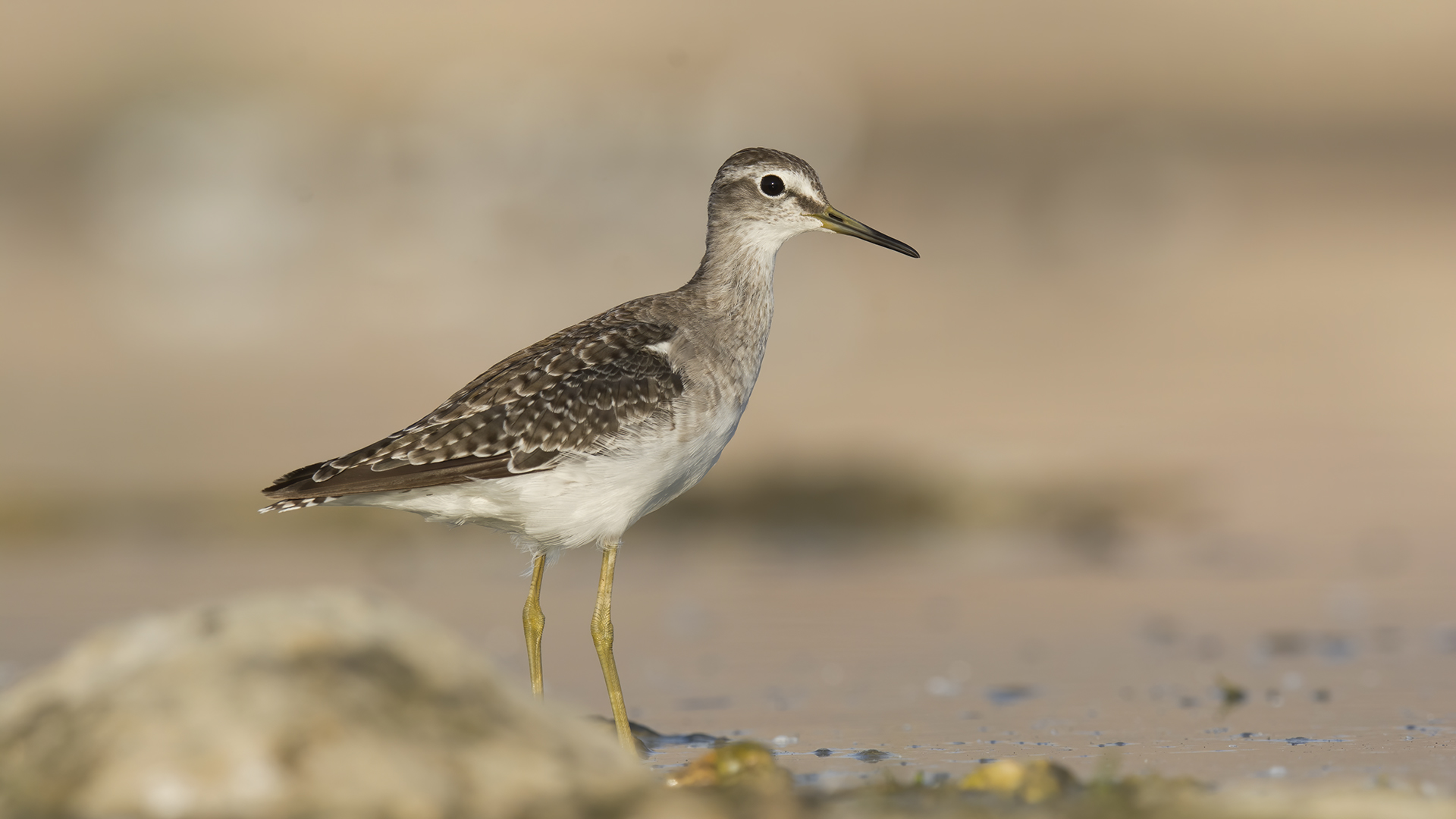 Orman düdükçünü