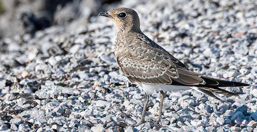 Bataklıkkırlangıcı