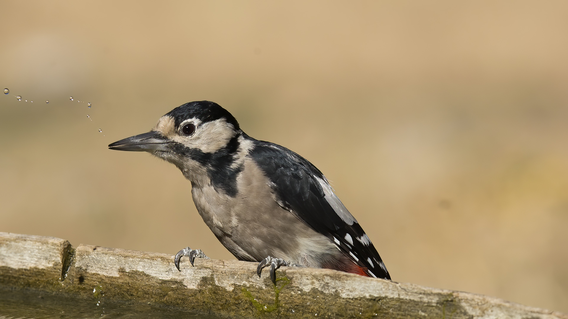 Orman alaca ağaçkakanı