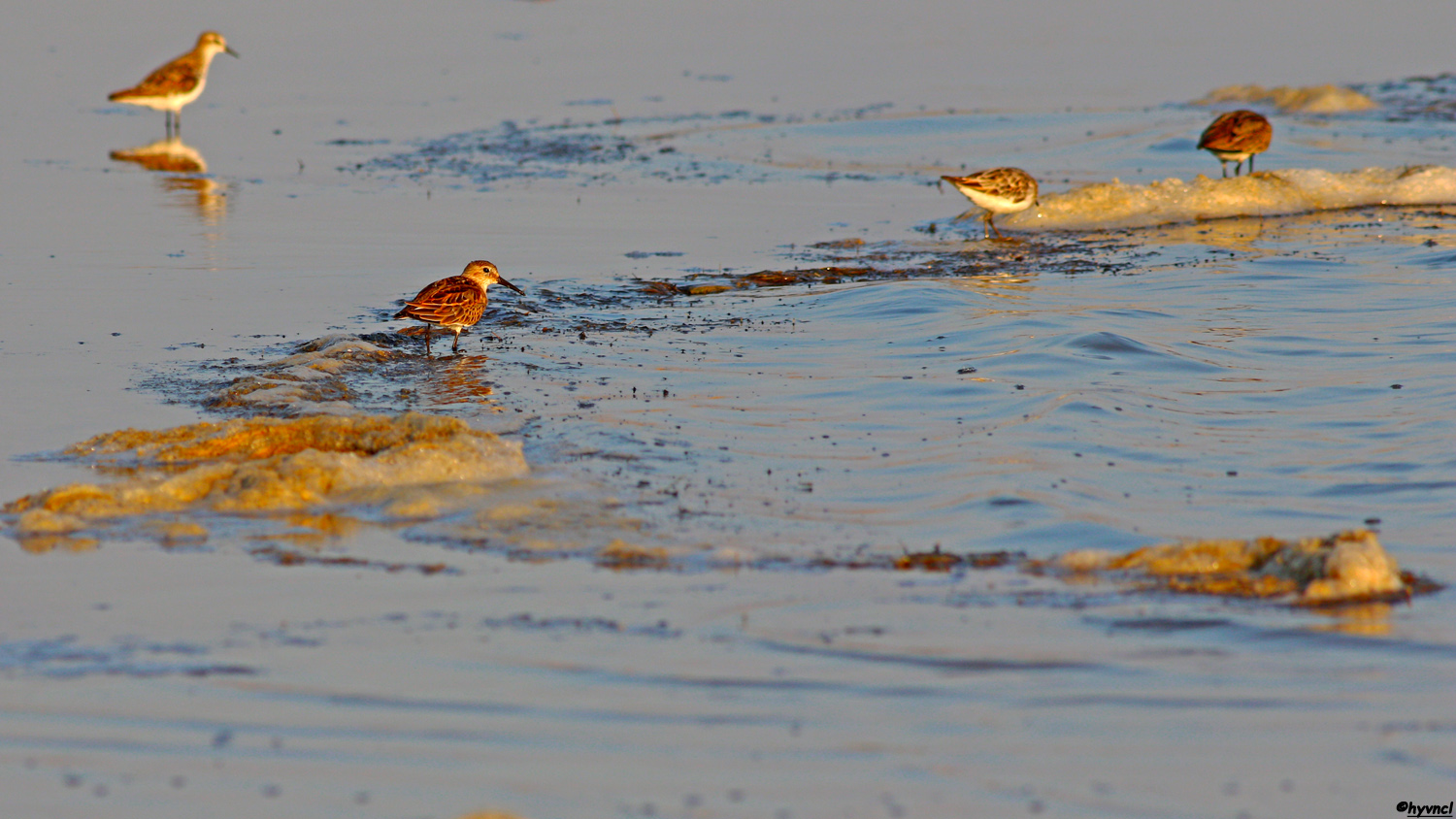 Karakarınlı kumkuşu