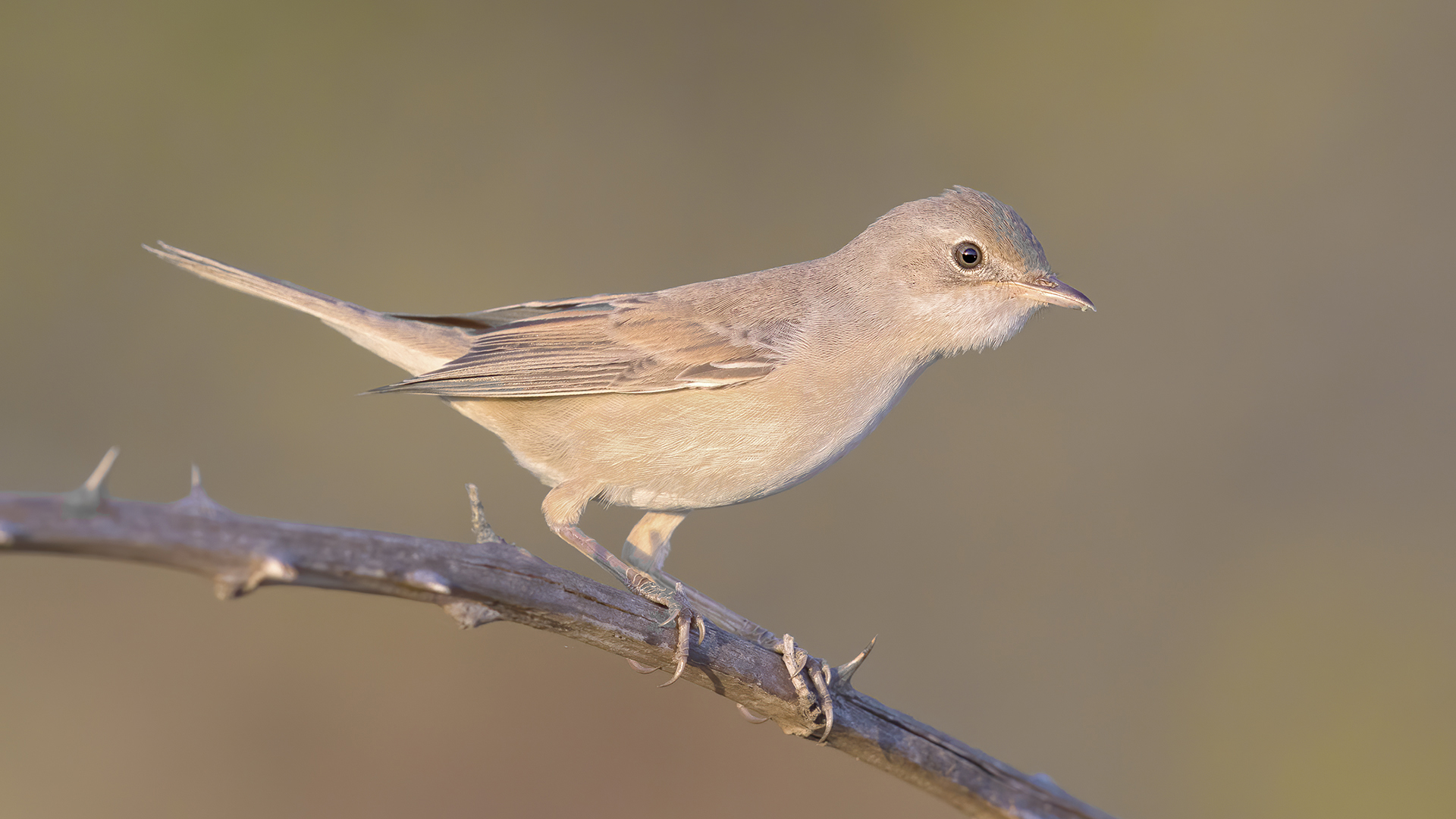 Akgerdanlı ötleğen » Common Whitethroat » Sylvia communis