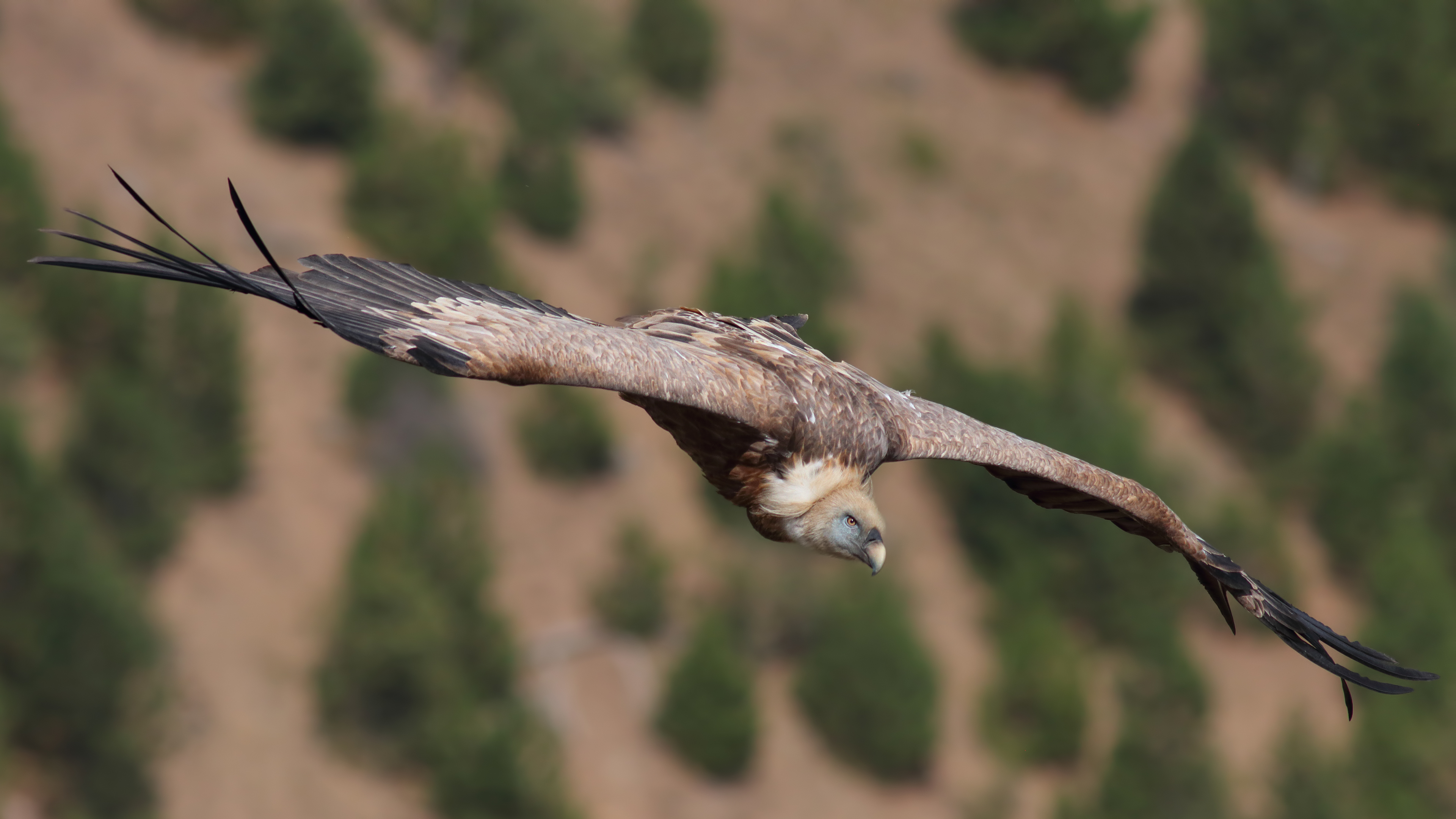 Kızıl akbaba » Griffon Vulture » Gyps fulvus