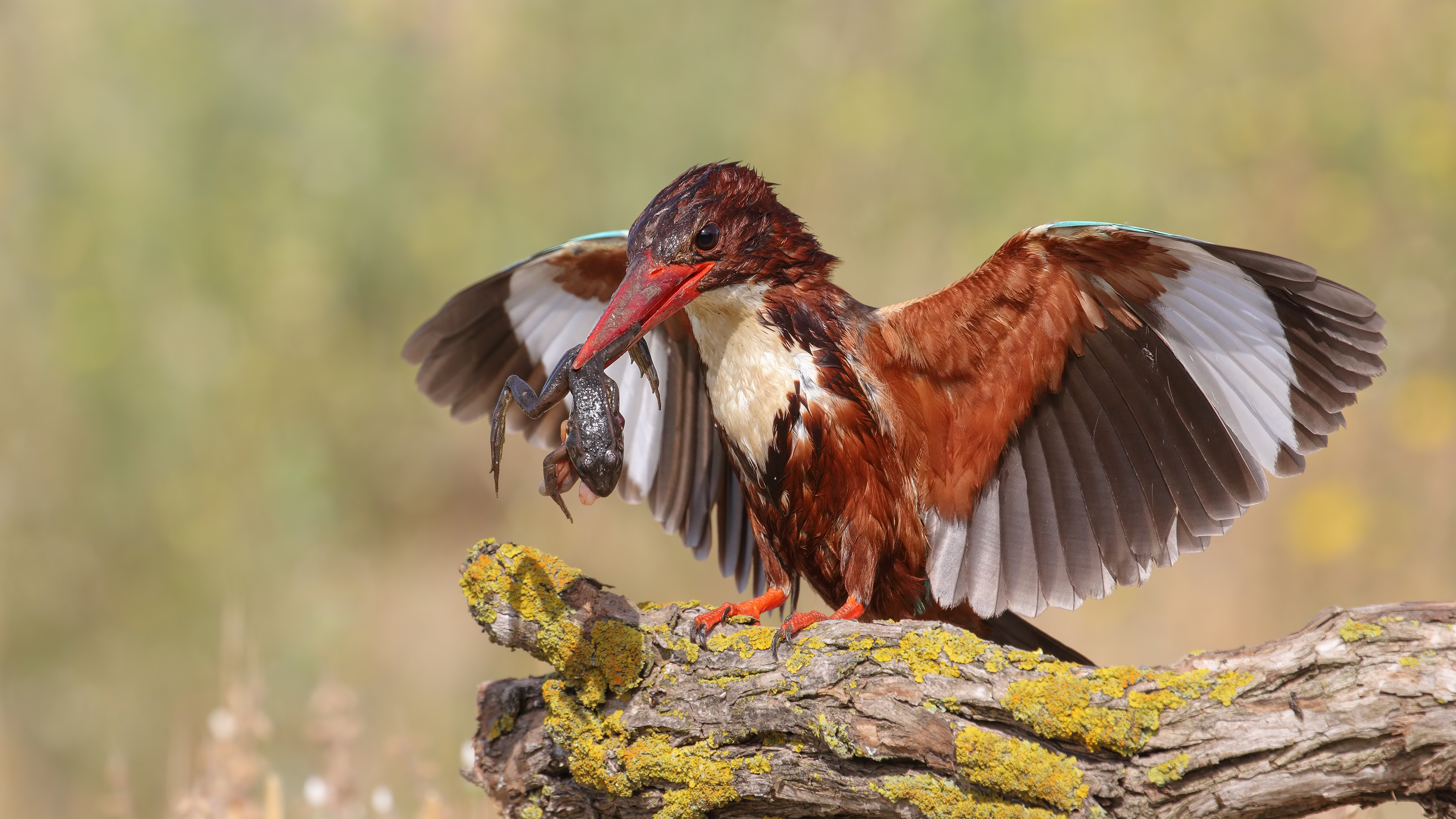 İzmir yalıçapkını