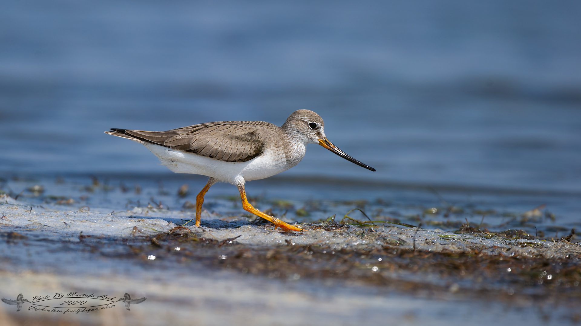 Terek düdükçünü