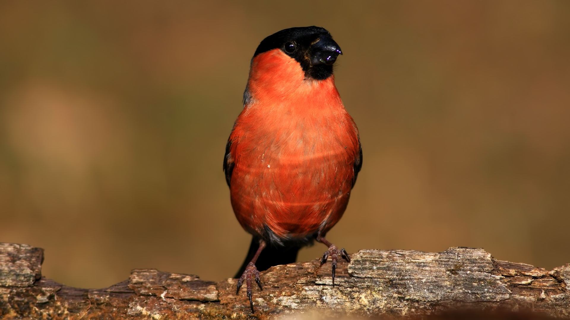 Şakrak » Eurasian Bullfinch » Pyrrhula pyrrhula