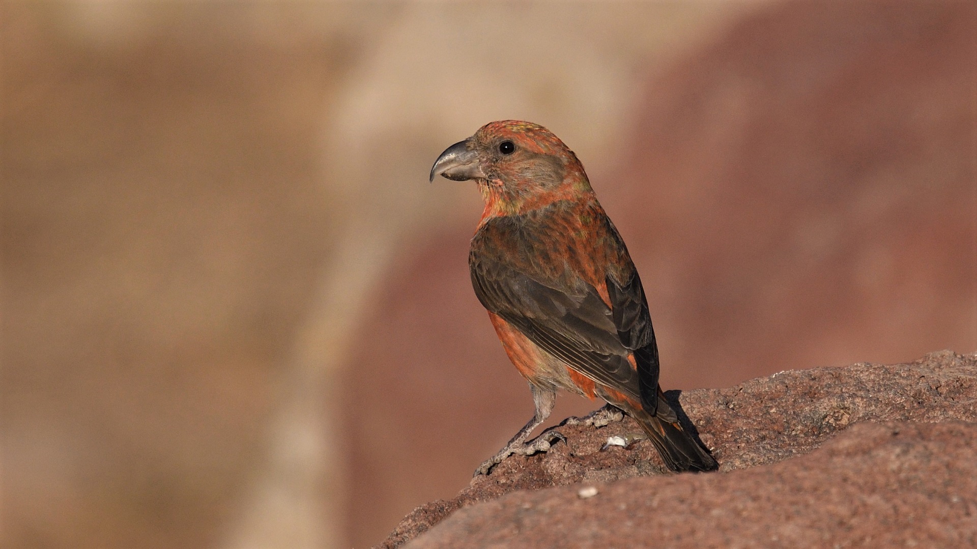 Çaprazgaga » Red Crossbill » Loxia curvirostra
