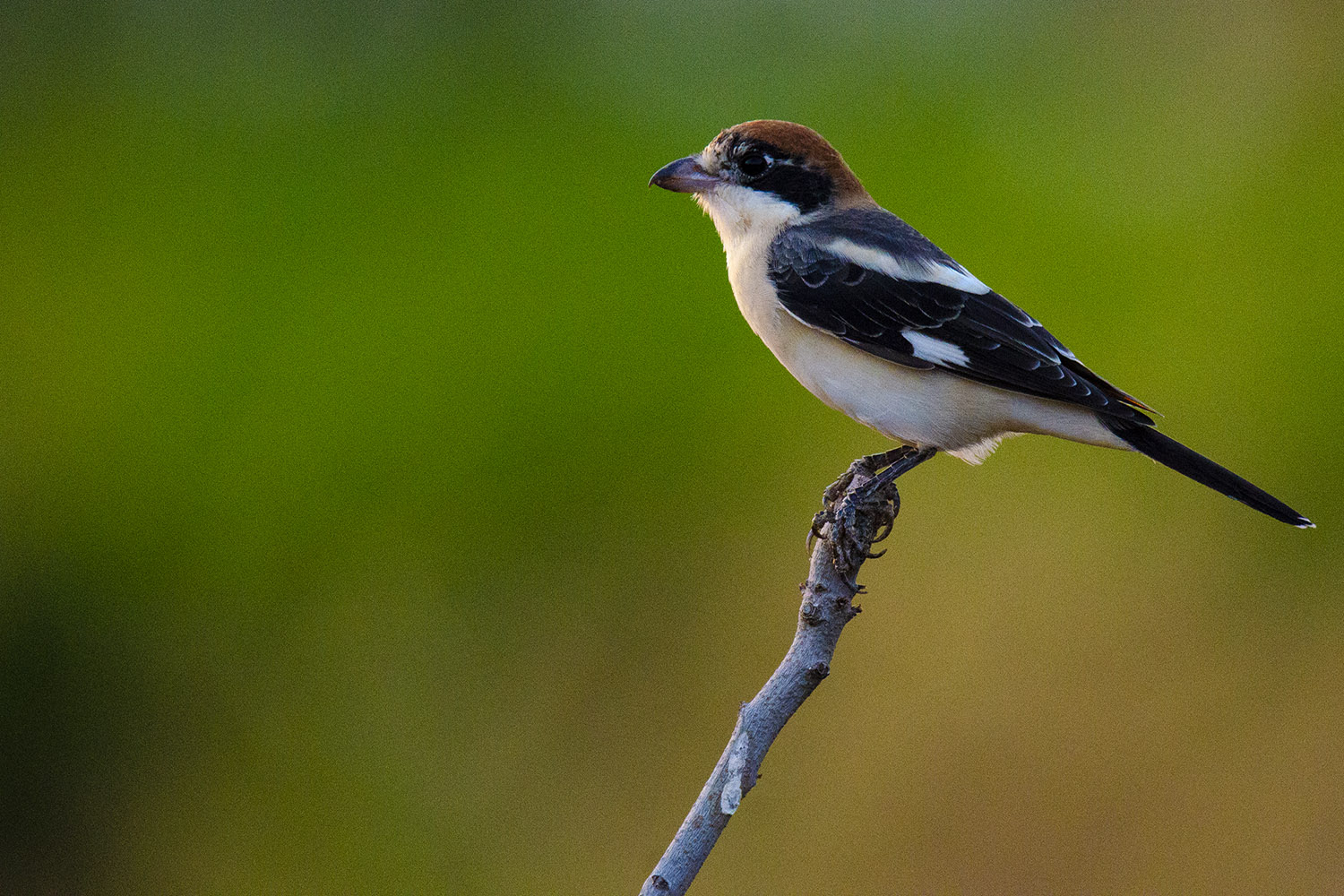 Kızılbaşlı örümcekkuşu