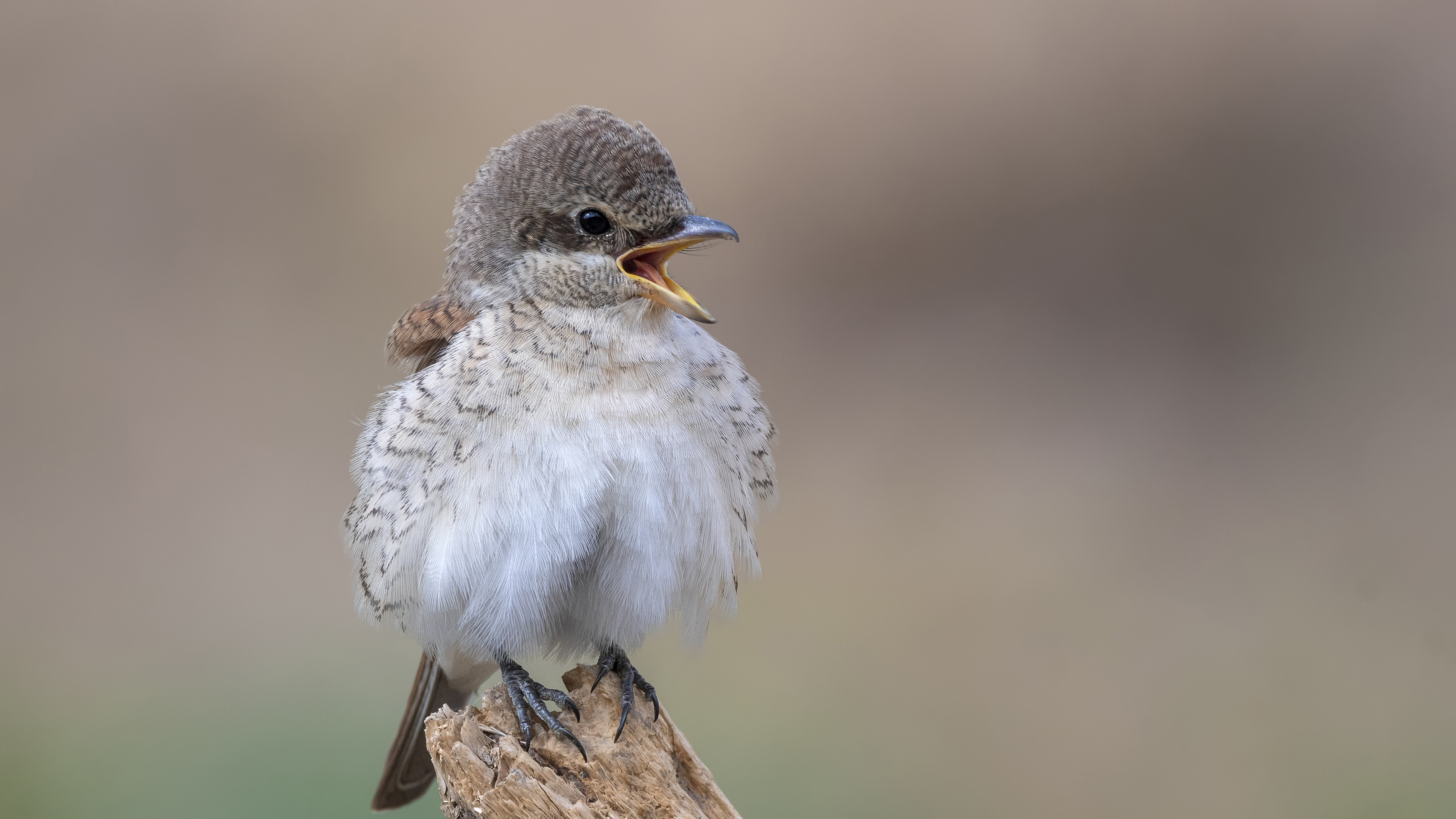 Kızılsırtlı örümcekkuşu