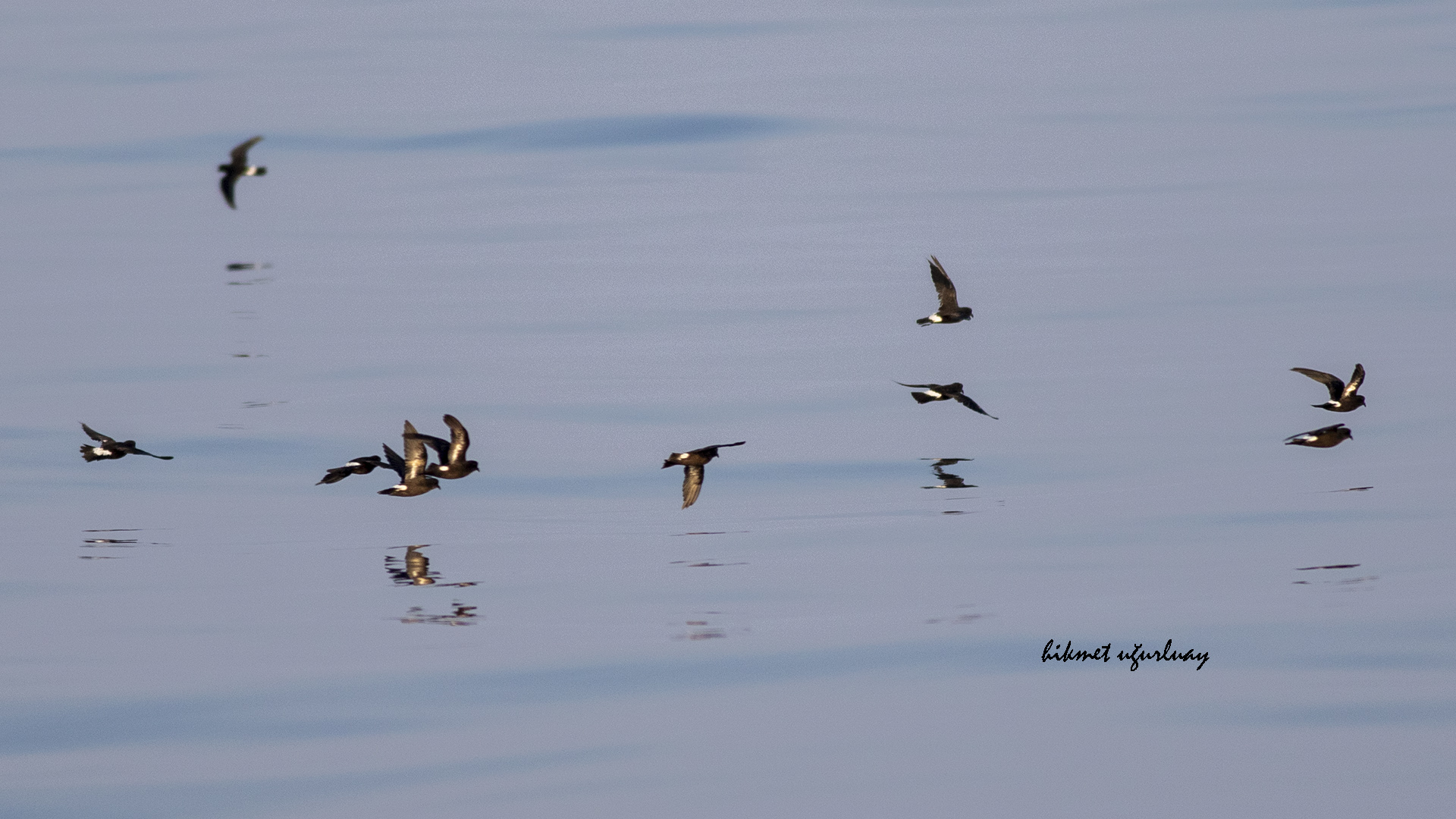 Fırtınakırlangıcı