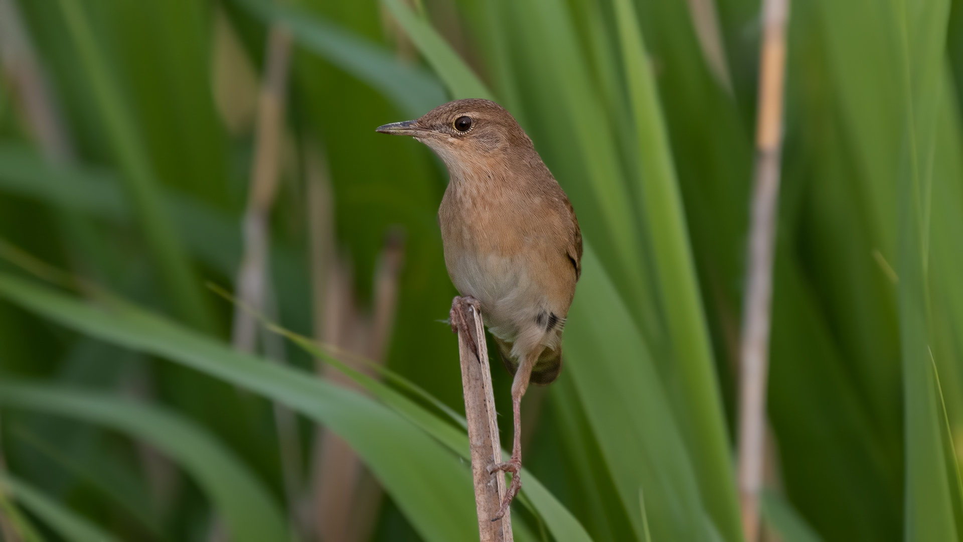 Bataklık kamışçını