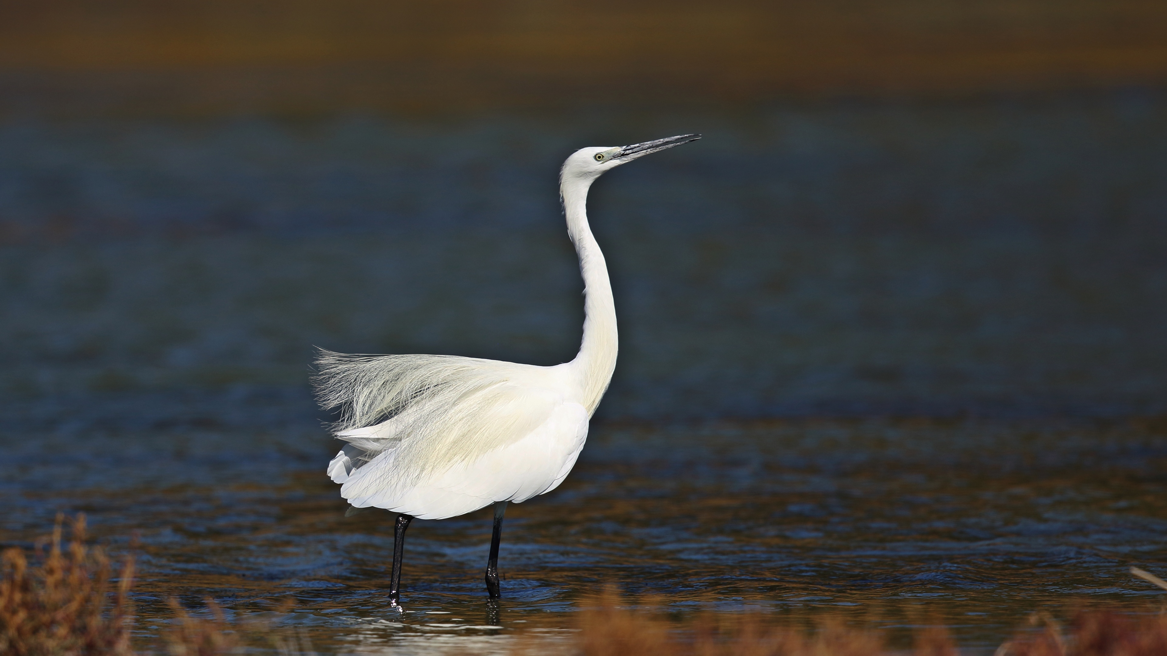 Küçük ak balıkçıl