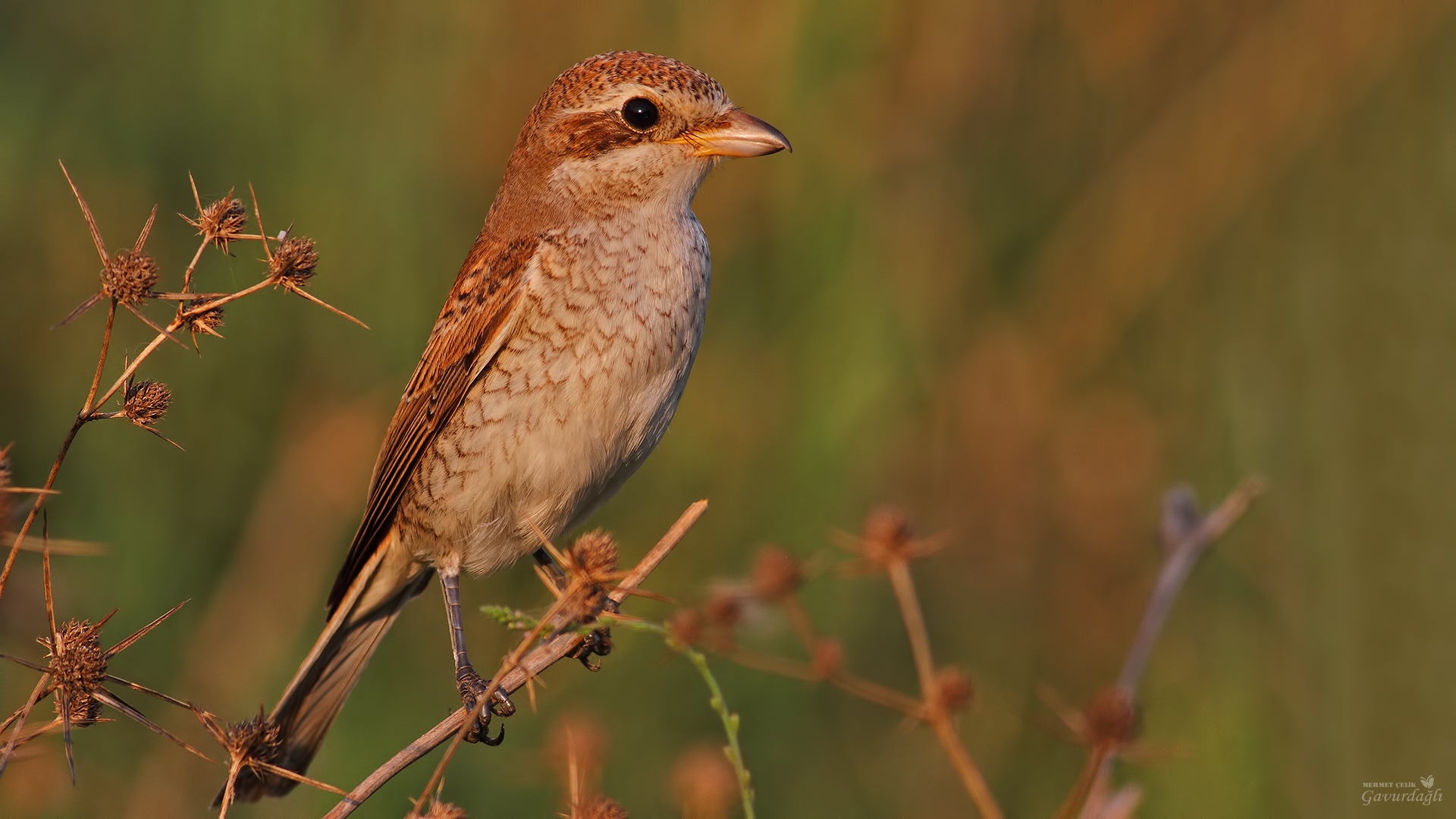 Kızılsırtlı örümcekkuşu