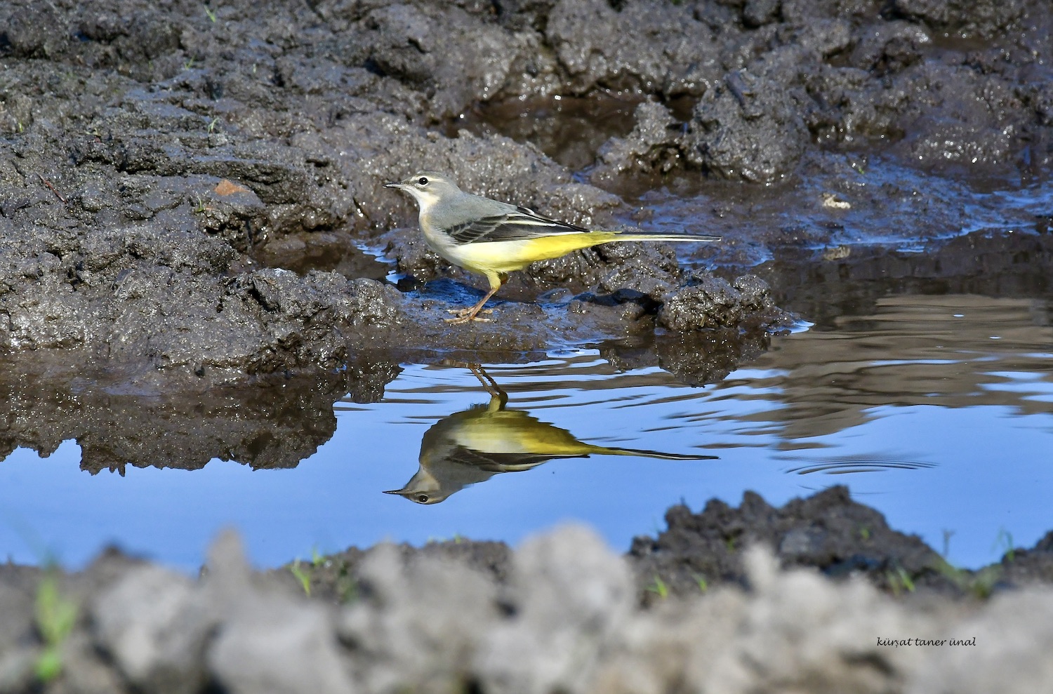 Dağ kuyruksallayanı