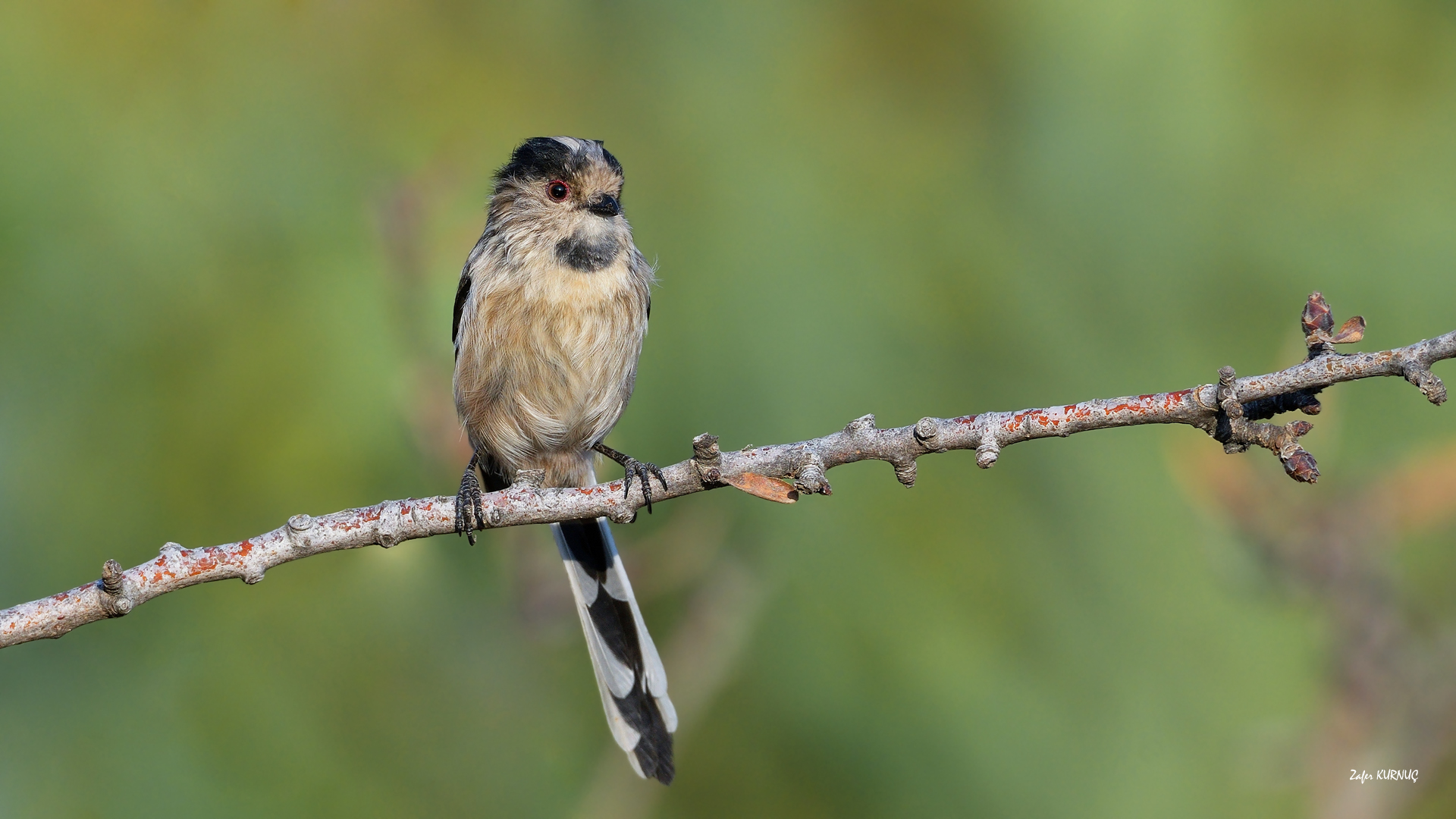 Uzunkuyruklu baştankara